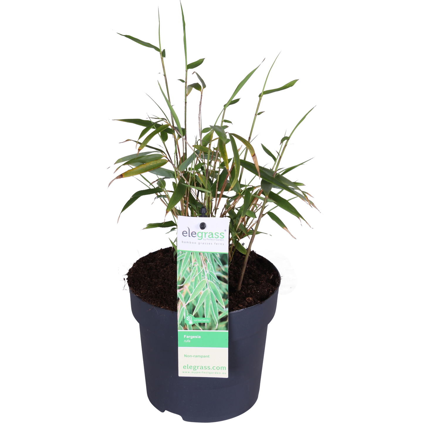 Fargesia rufa - Icke-invasiv bambu - Ø29cm - ↕80cm - Ø14 - ↨40cm