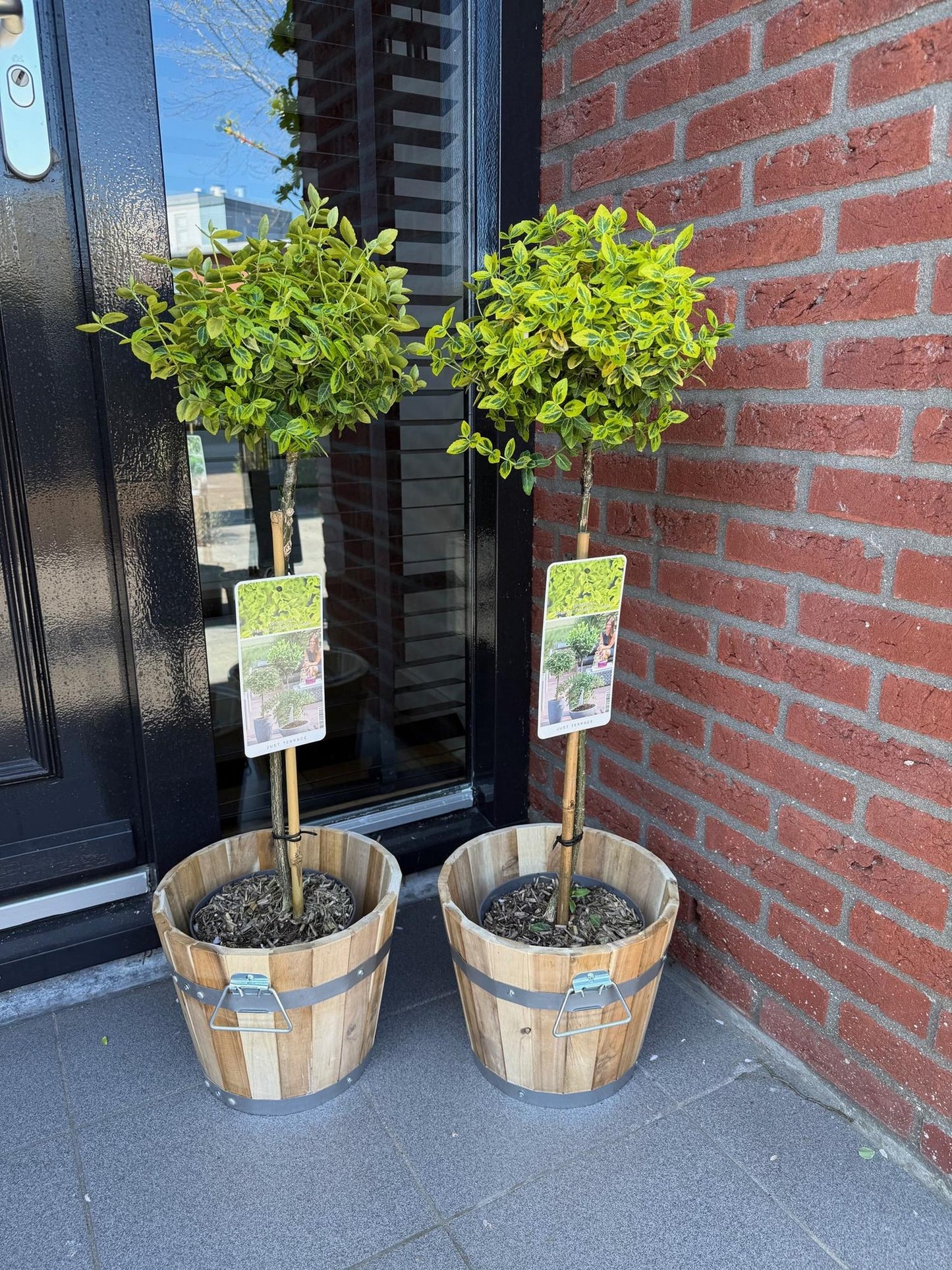Euonymus fortunei 'Emerald n Gold' – Stock plant – Leaf-preserved patio plant – Pot 19 cm – Height 90 cm