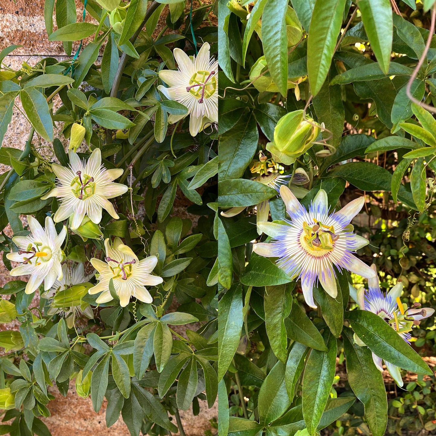 Passionsblomma - Passiflora Tricolor - Blomma Rosa Vit Lila - Lättskött - 3 plantor - Kruka 11 cm Höjd 40 cm