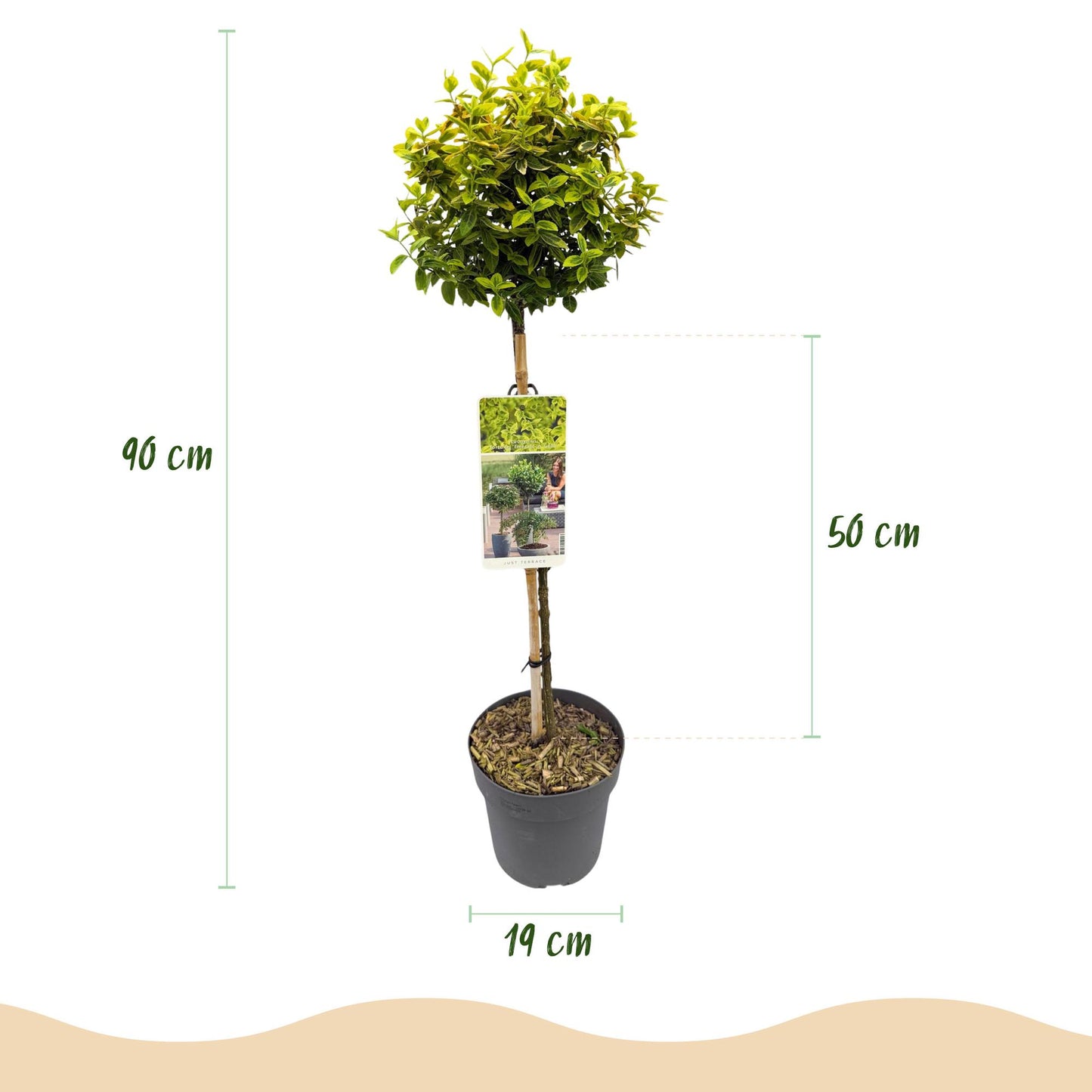 Euonymus fortunei 'Emerald n Gold' – Stock plant – Leaf-preserved patio plant – Pot 19 cm – Height 90 cm