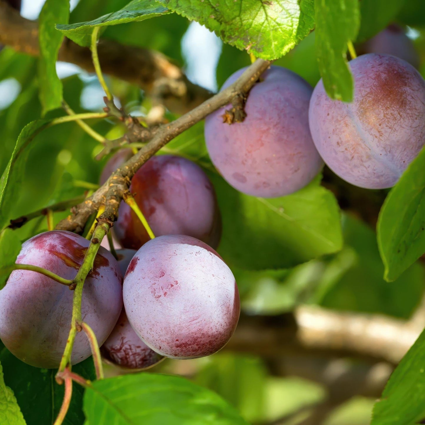 Fruit plant – Plum tree – Prunus domestica 'Opal' – Yellow-red fruit – Pot 21 cm – Height 90 cm