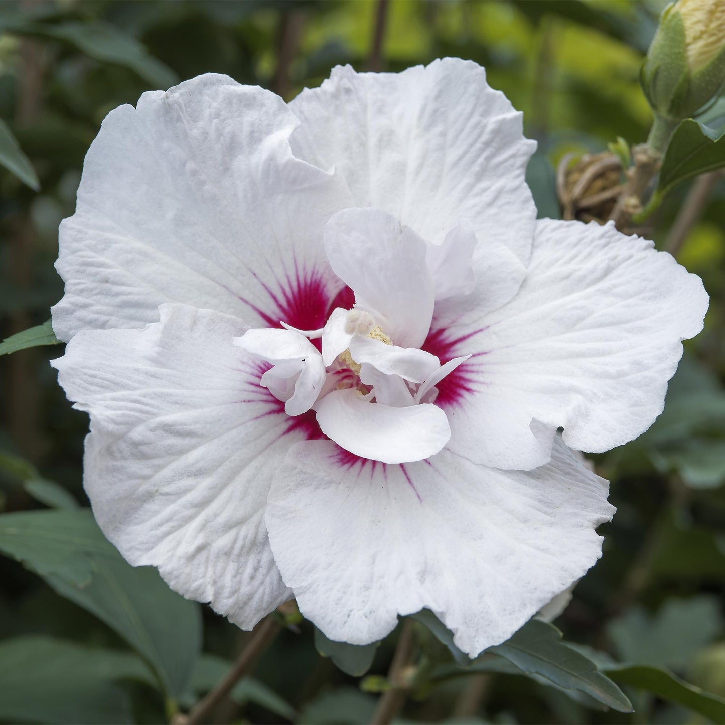 Trädgårdsväxt - Hibiscus Syriacus Starburst Chiffon® - Stjälkväxt - Uteplatsväxt - Lövfällande - Lättskött - Kruka 19 cm - Höjd 90 cm