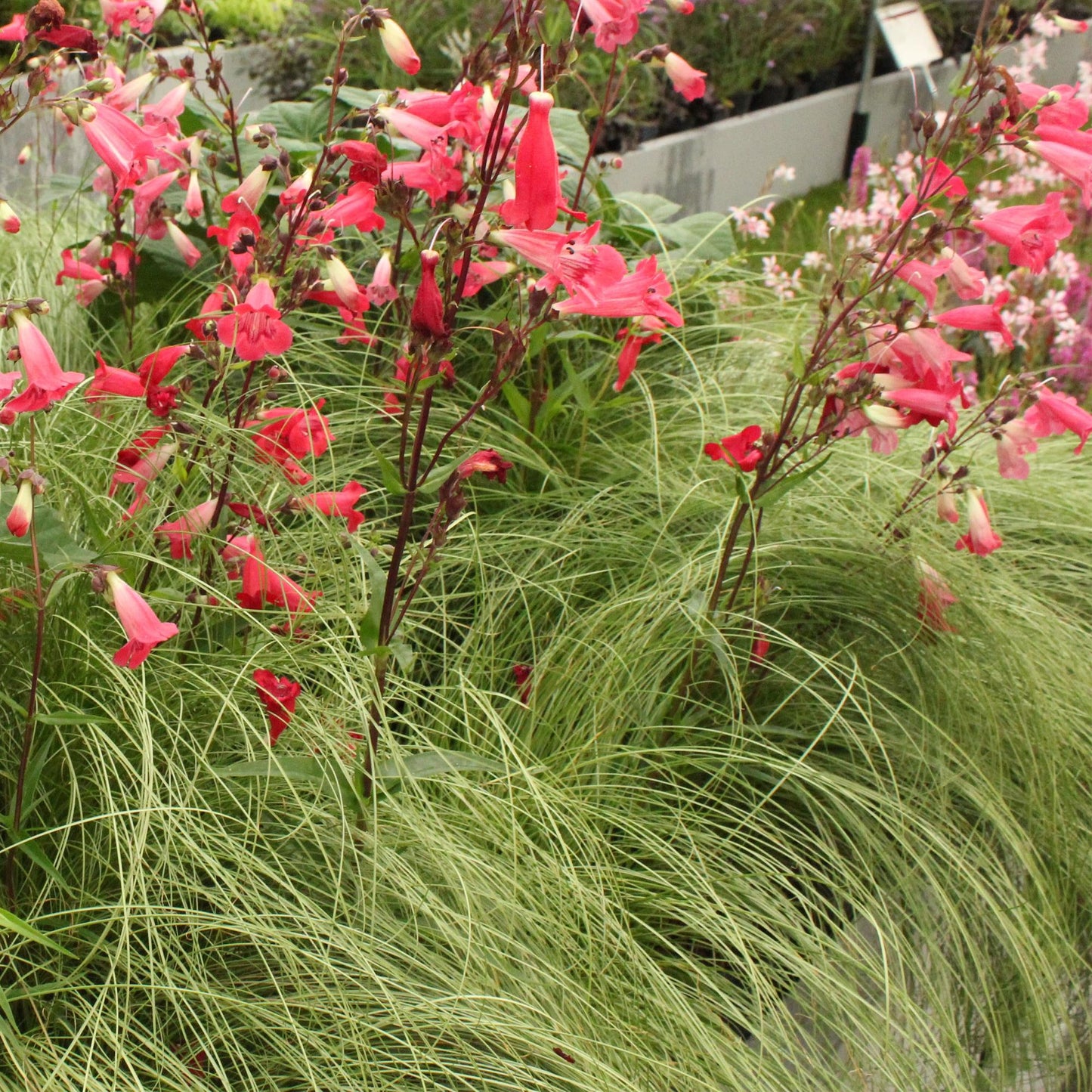 Prydnadsgräs - Carex comans Frosted Curls - Grön - 4 plantor - Bladrik - Lättskött - Kruka 17 cm hög 50 cm