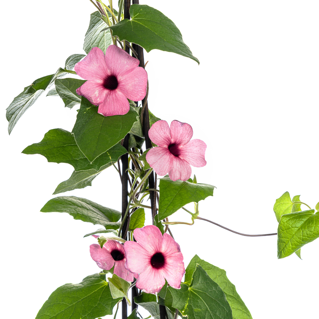 Thunbergia alata Sunny Susy Rose Sensation Ø13 cm - ↕60 cm