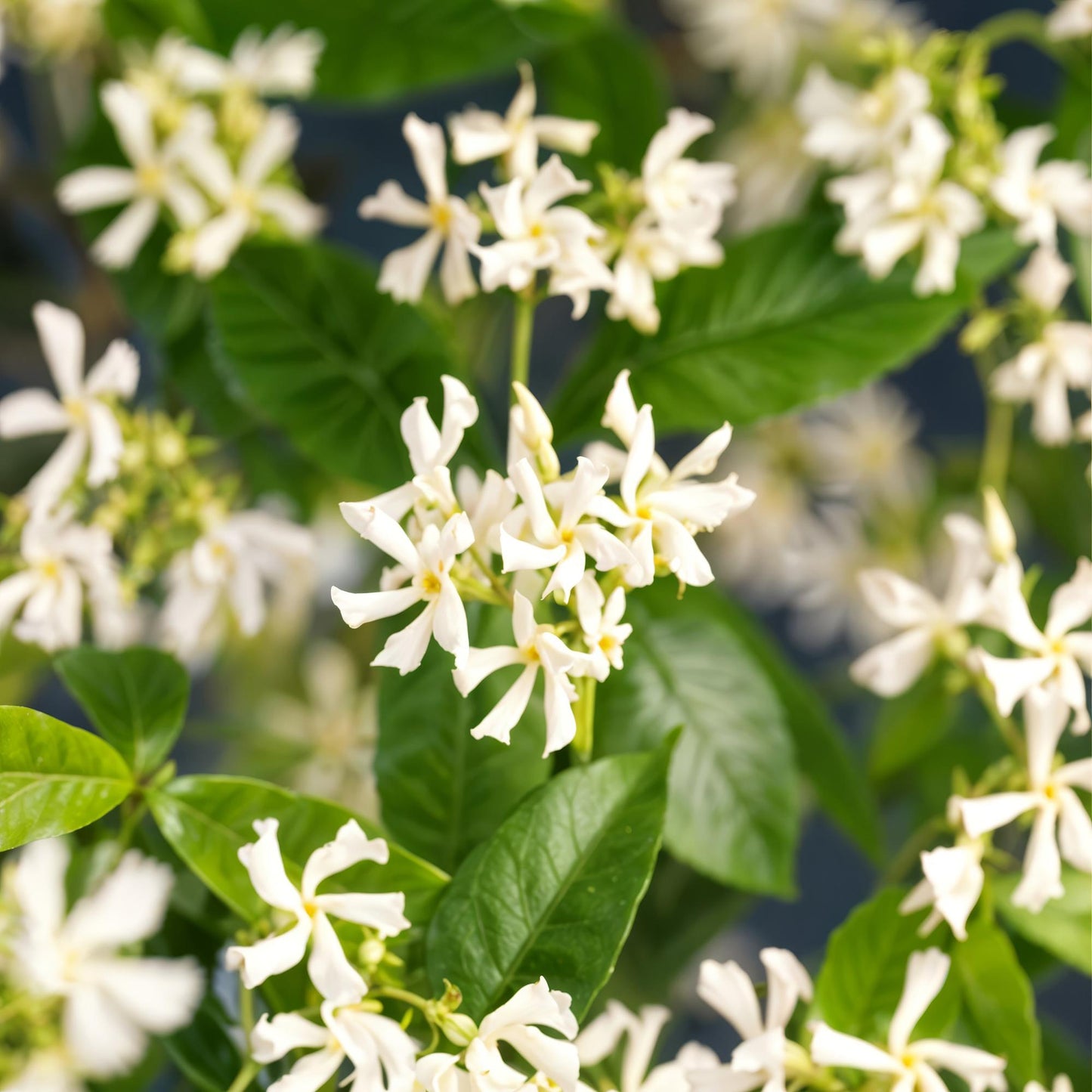 Trachelospermum jasminoides – Tuscan jasmine – 2 plants – Green leaves – White flowers – Pot Ø11 cm – Height 40 cm