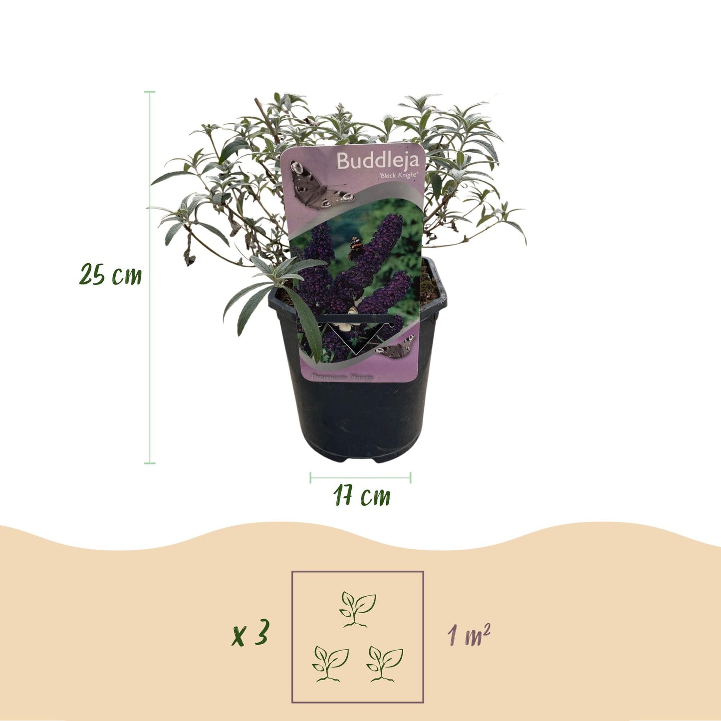 Fjärilsbuske - Buddleja davidii Black Night - Lila blommor - 1 planta - Lövfällande - Fjärilslockande - Kruka 17 cm Höjd 25 cm