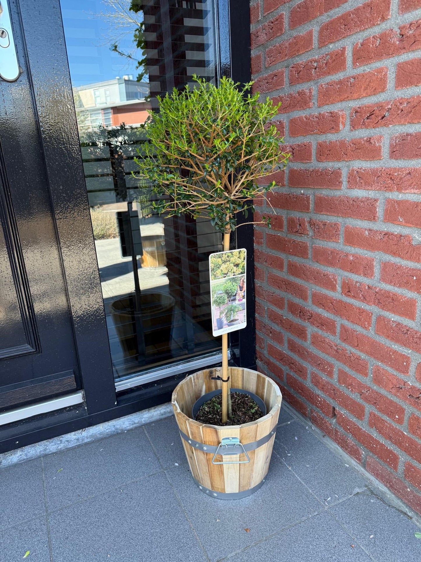 Trädgårdsväxt – Ligustrum delavayanum – Stjälkväxt – Uteplatsväxt – Vintergrön – Lättskött – Kruka Ø19 cm Höjd 90 cm