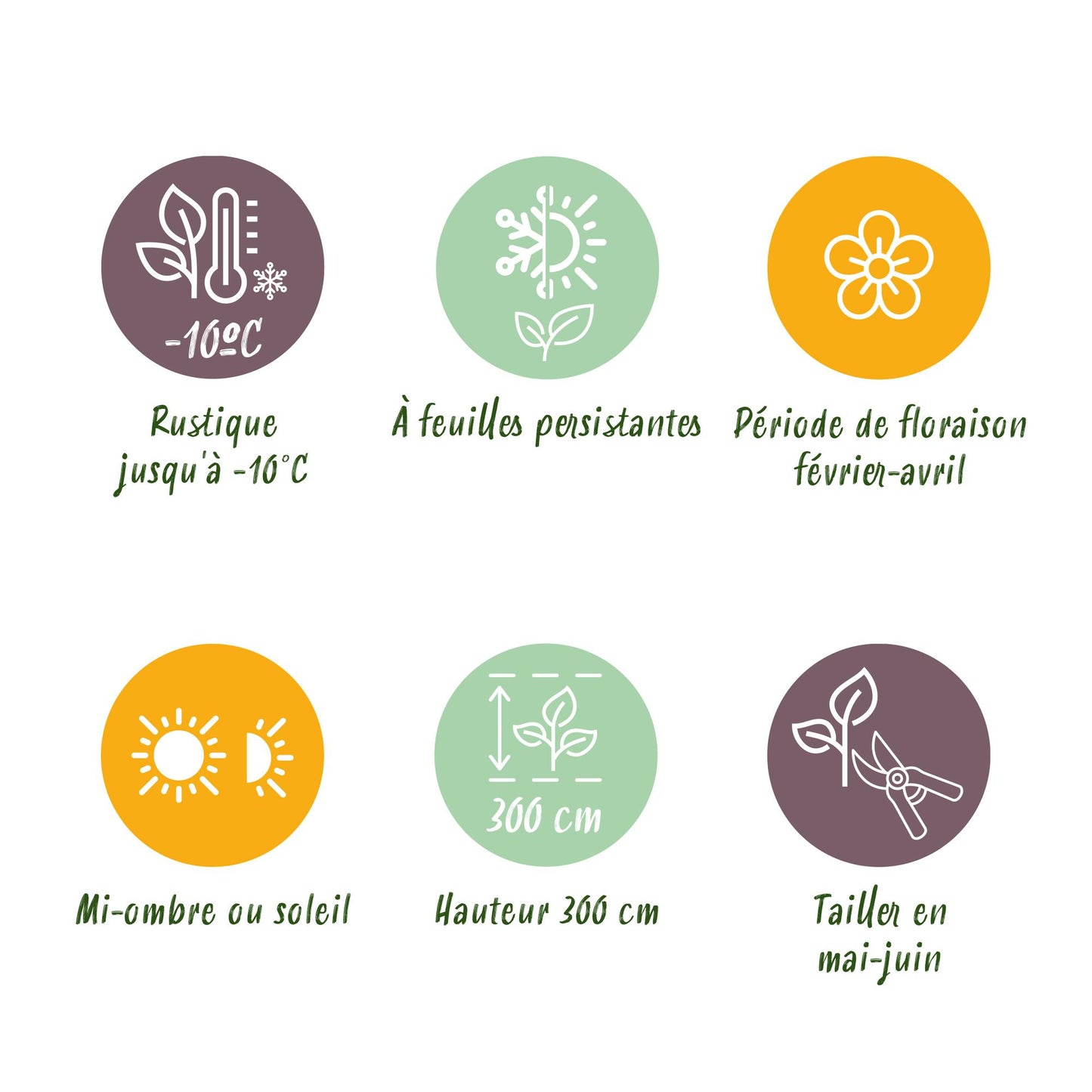 Buskar - Camelia japonica Tricolor - Blommor rosa, vita och röda - 3 plantor - 1 m2 - Vintergröna - Kruka 15cm Höjd 30cm