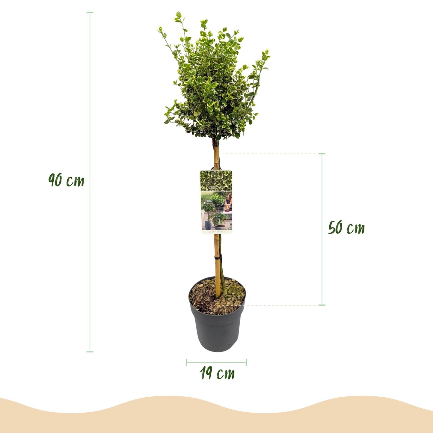 Euonymus fortunei Emerald Gaiety - Evergreen Patio Plant - Low Maintenance - Pot 19cm Height 90cm