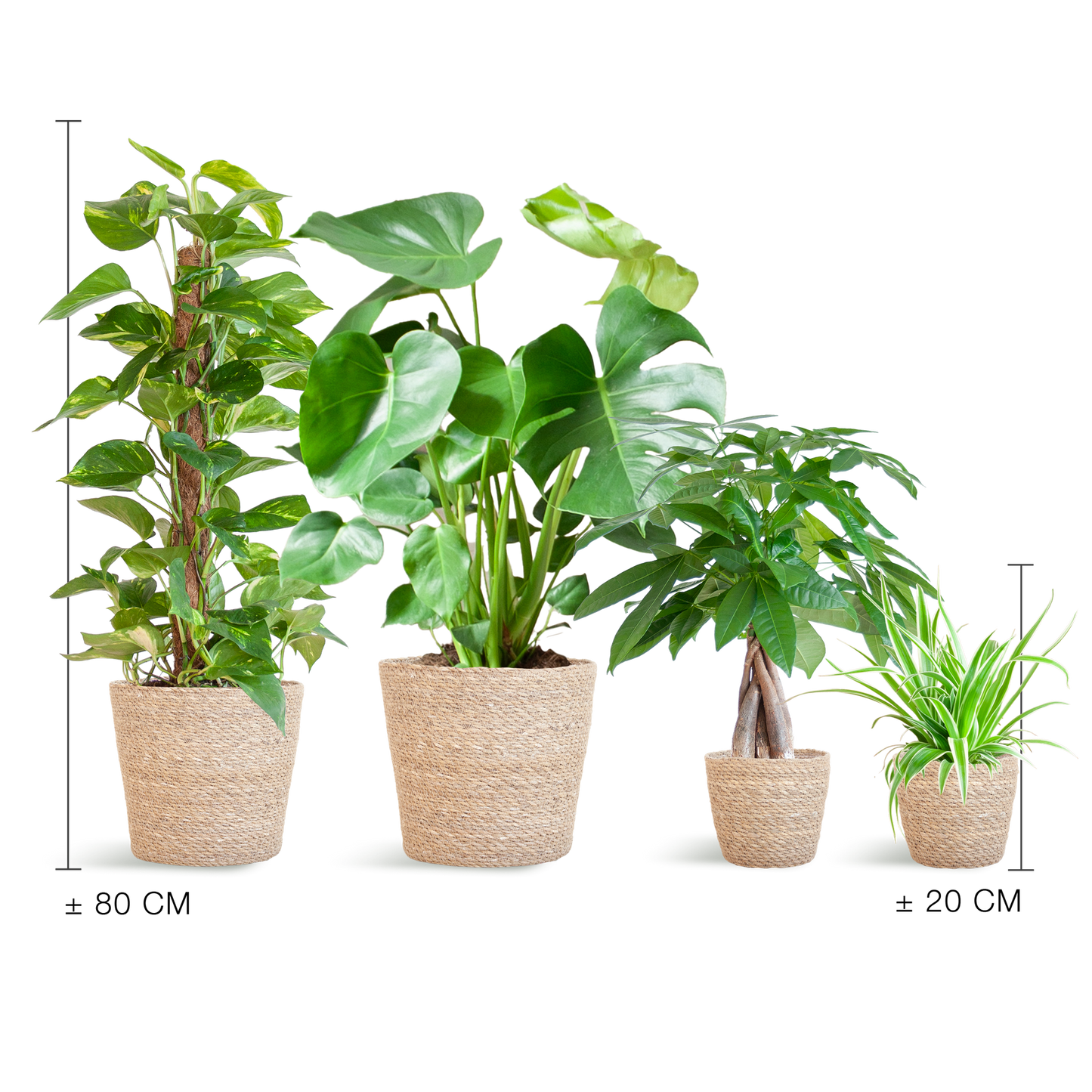 Plejevenlig Plantekasse - medium - med kurv Sofia