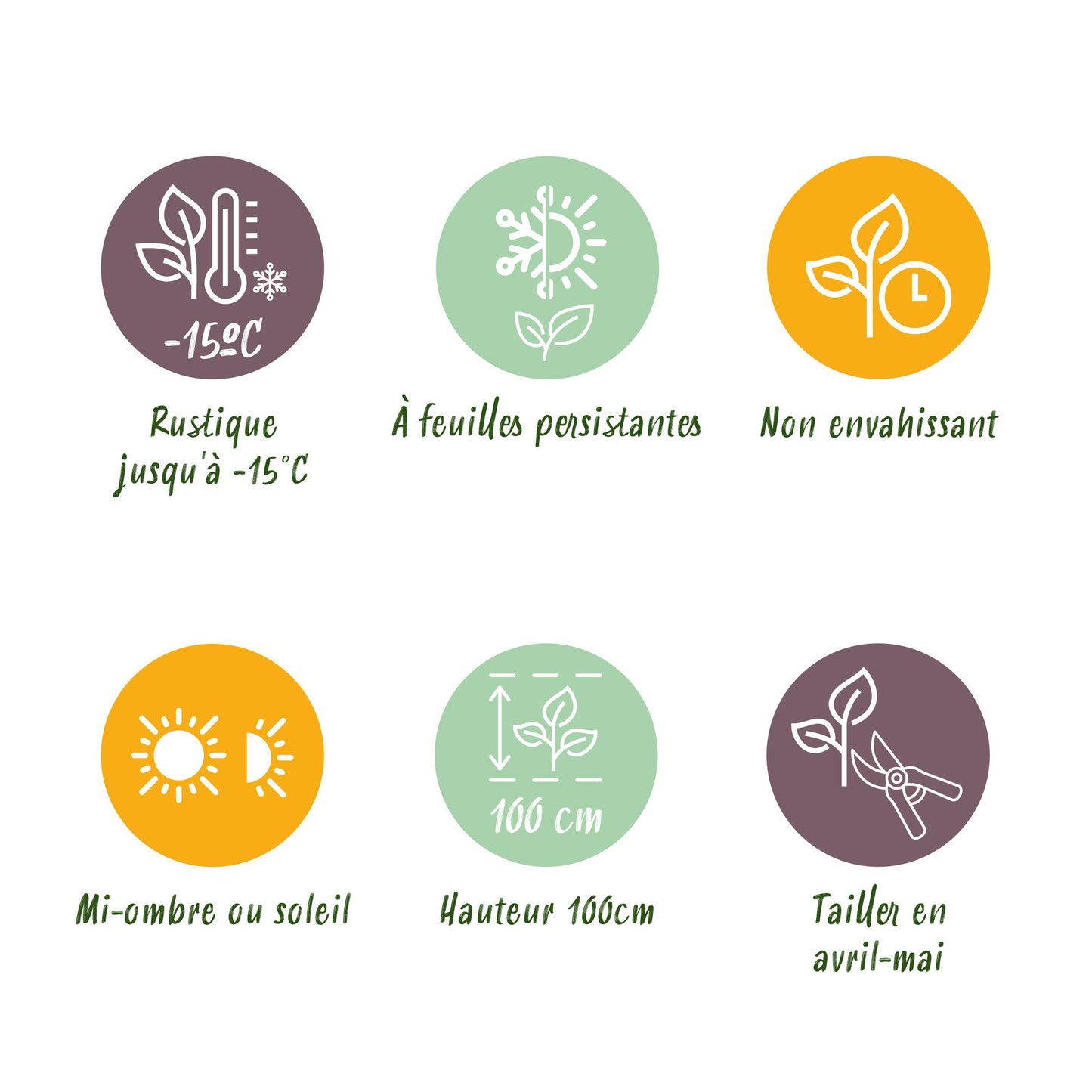 Häckväxt – Euonymus japonicus Grön Grodd – 8 Plantor – 1 Löpmeter – Vintergrön – Kruka 9 cm – Höjd 20-25 cm