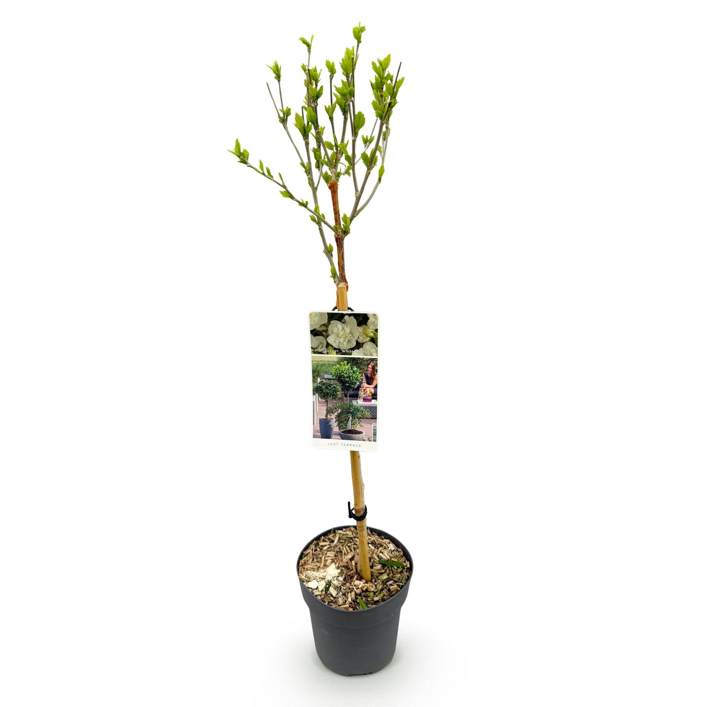 Tuinplante - Hibiscus Syriacus White Chiffon® - Plante På Stamme - Terrasseplante - Løvfældende - Let Vedligehold - Potte 19cm - Højde 90cm