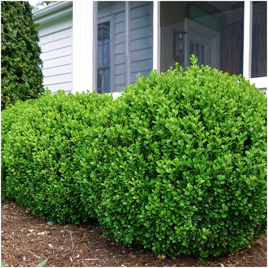 8 x 6-pack Buxus NewGen Freedom – Vinterhärdiga vintergröna buskar – 48 x Ø7 cm – Höjd ca 15 cm | Kompakt buxbom