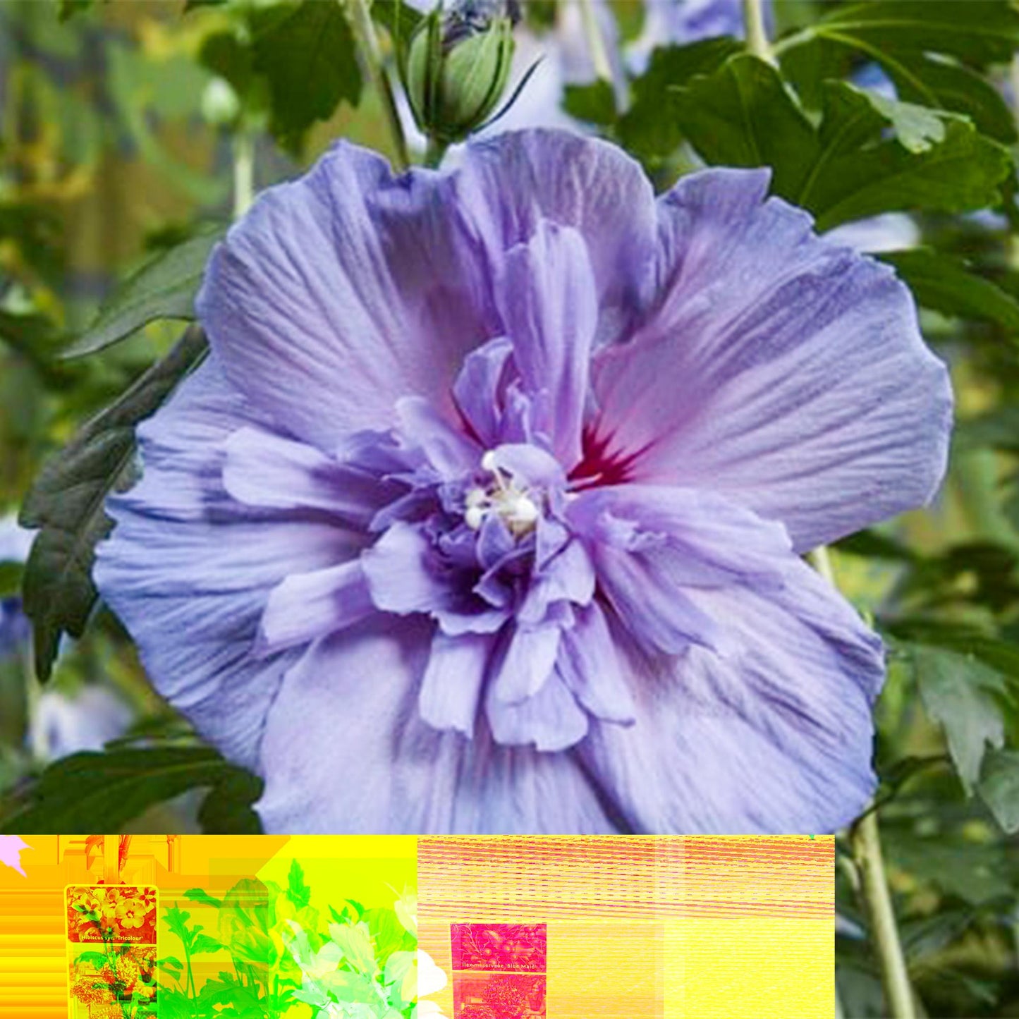 Garden Plant - Hibiscus Syriacus Blue Chiffon® - Plant on Stem - Patio Plant - Deciduous - Easy Maintenance - Pot 19cm - Height 90cm