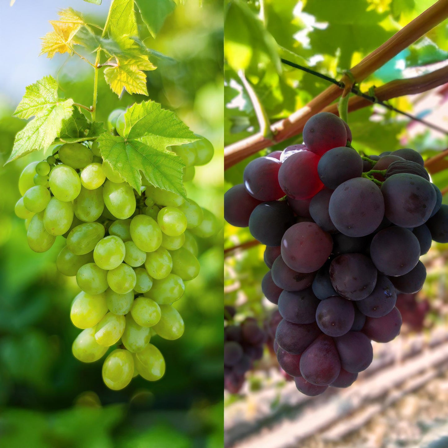 Fruit Plant - Purple & White Grapes - Vitis vinifera Vanessa & Himrod - Stone Free - 2 Plants - Pot Ø15 cm Height 50 cm