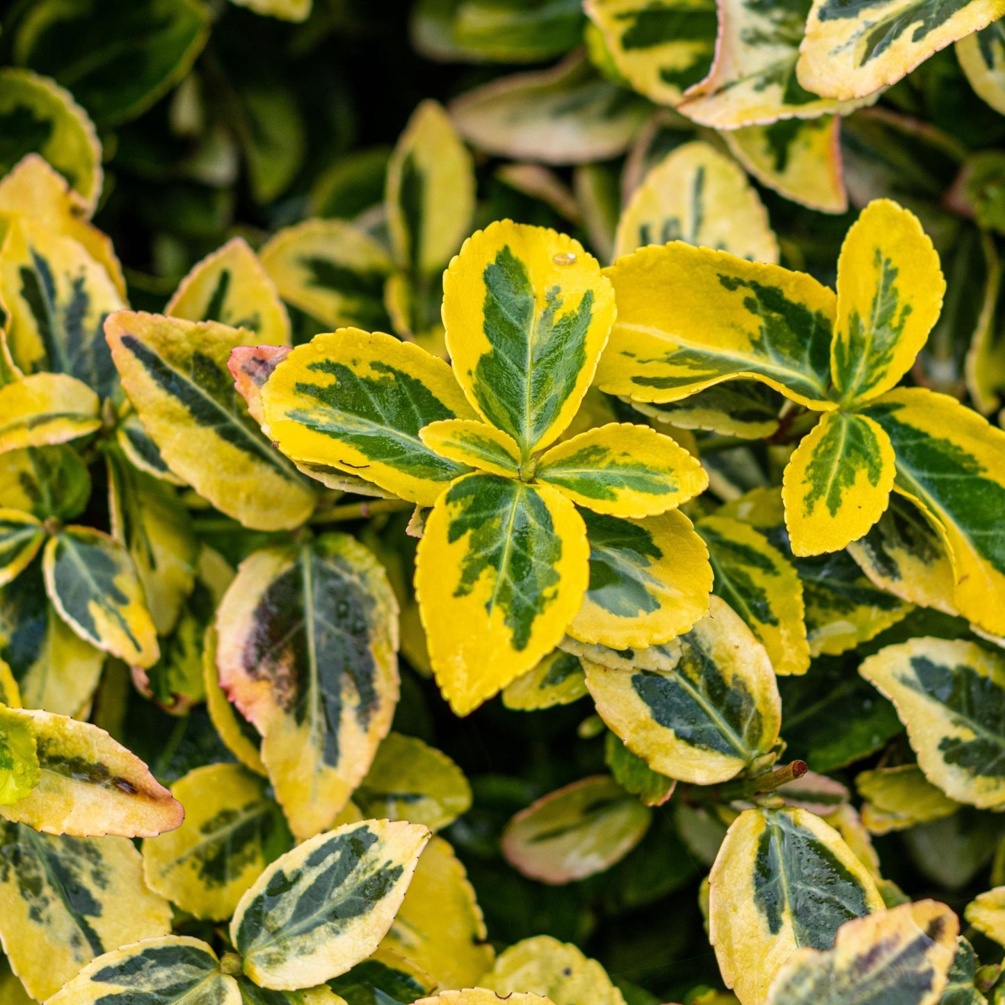 Euonymus fortunei 'Emerald n Gold' – Stock plant – Leaf-preserved patio plant – Pot 19 cm – Height 90 cm