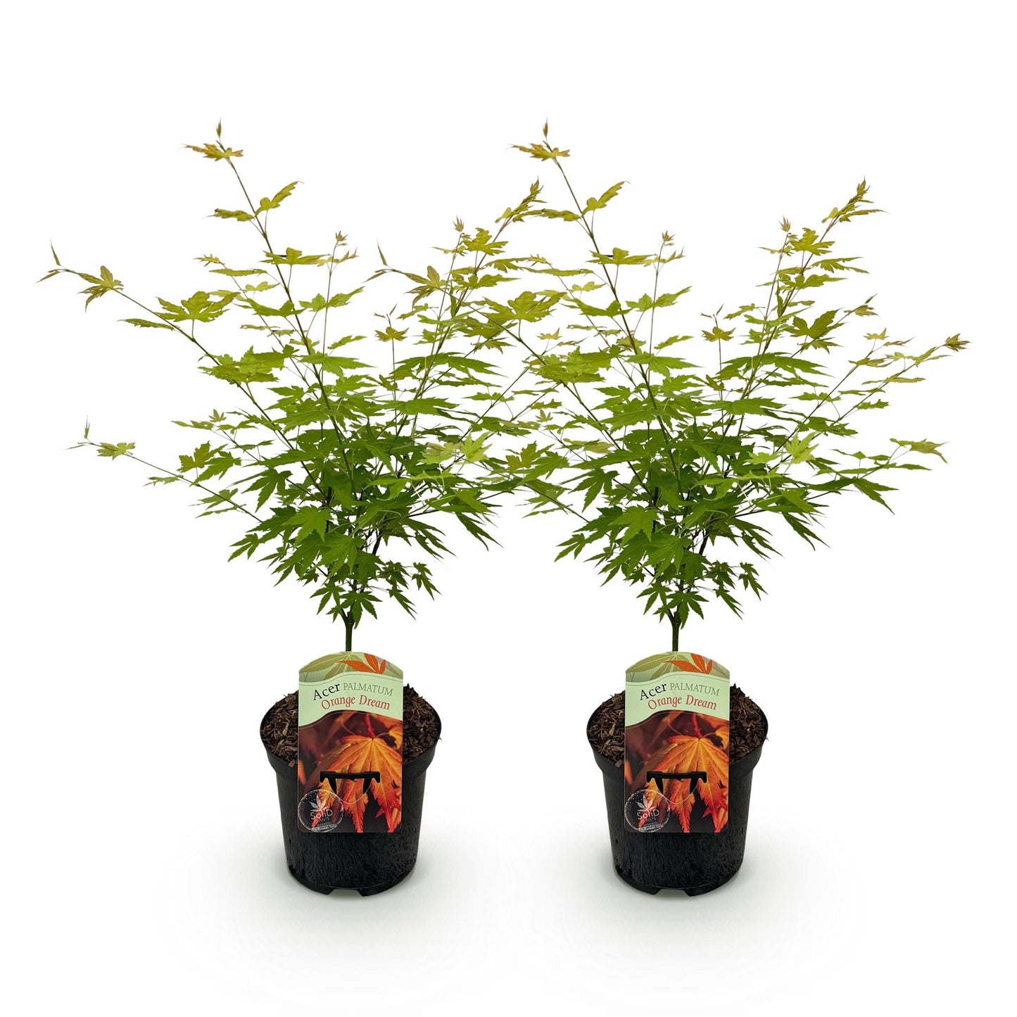Patio plant – Japanese Maple – Acer palmatum 'Orange Dream' – Orange – 2 Plants – Deciduous – Pot Ø19 cm Height 70 cm