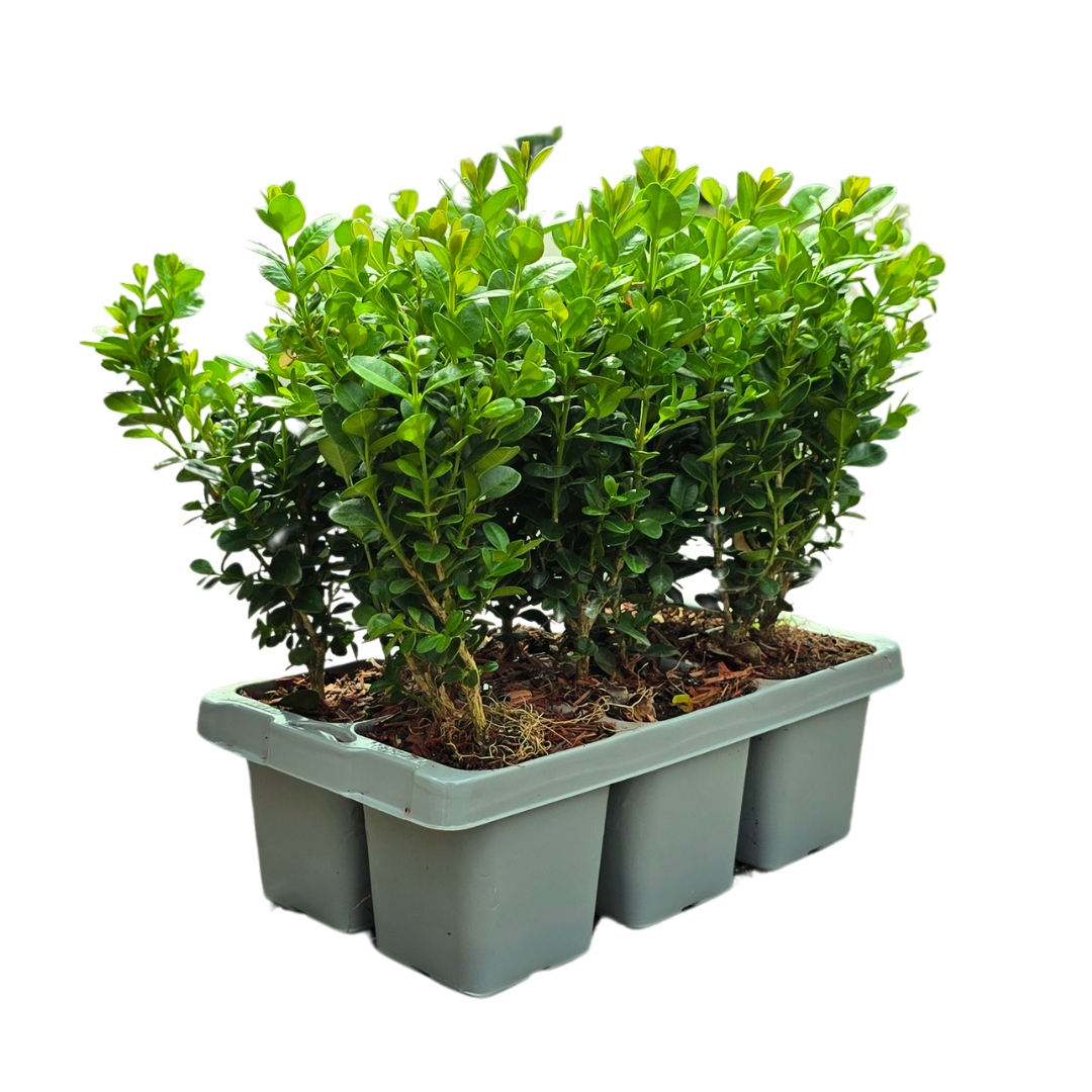 8 x 6-pack Buxus NewGen Freedom – Vinterhärdiga vintergröna buskar – 48 x Ø7 cm – Höjd ca 15 cm | Kompakt buxbom