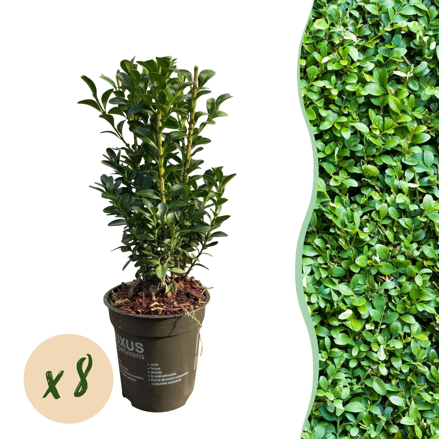 Buxus sempervirens – 8 städsegröna häckväxter – Täcker 1 meter – Höjd 20-25 cm – Kruka Ø9 cm