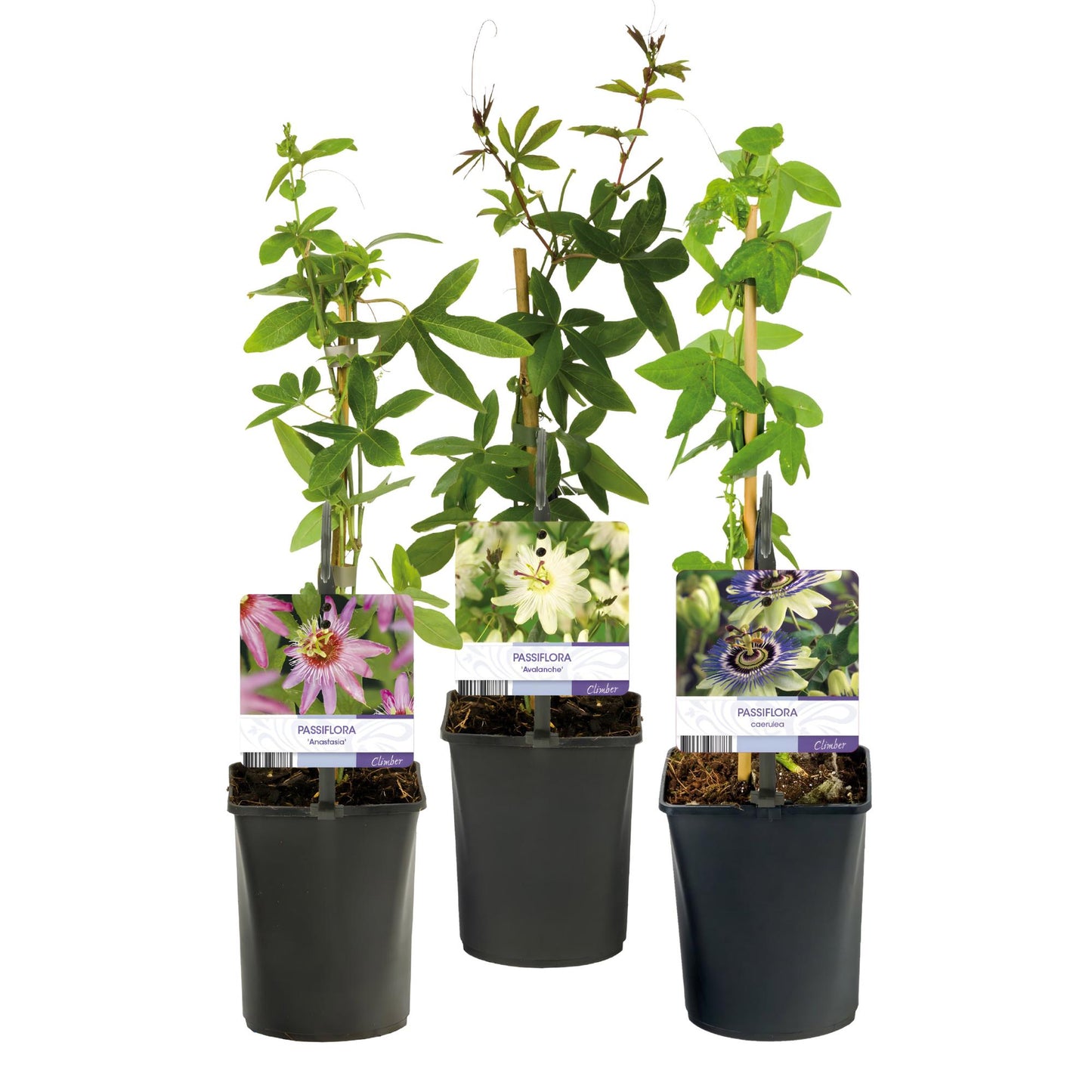 Passionsblomma - Passiflora Tricolor - Blomma Rosa Vit Lila - Lättskött - 3 plantor - Kruka 11 cm Höjd 40 cm