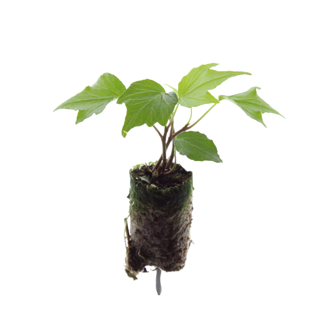 Hedera 'Green Ripple' – 6 Plugs | Grow and Enjoy the Beautiful Climbing Plant