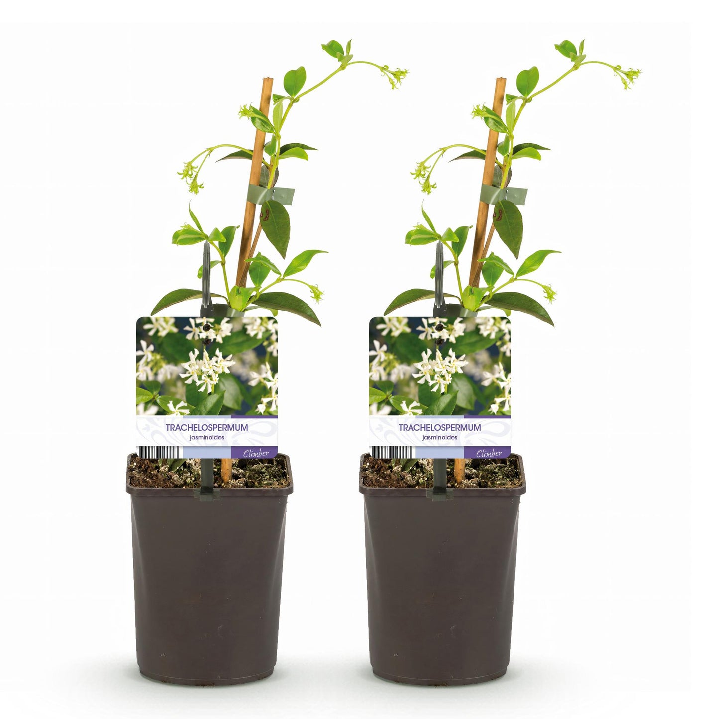 Trachelospermum jasminoides – Tuscan jasmine – 2 plants – Green leaves – White flowers – Pot Ø11 cm – Height 40 cm