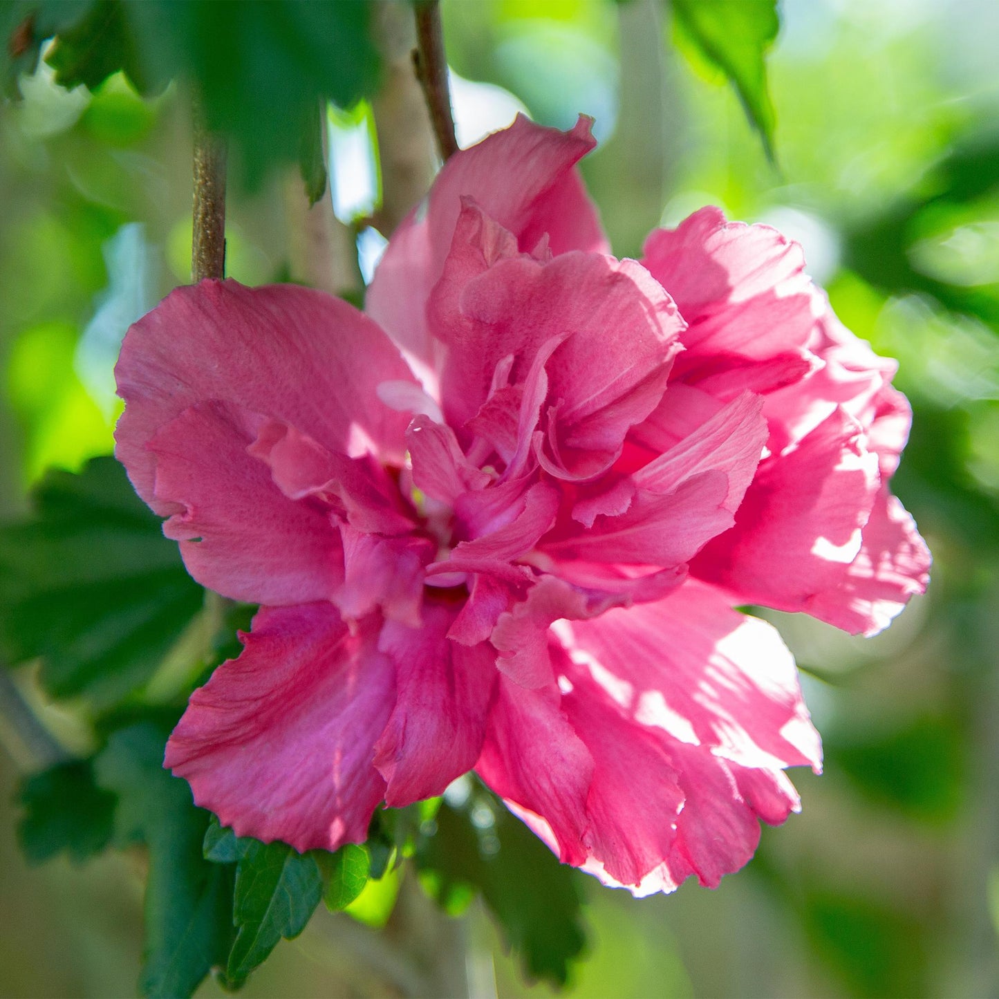 Hibiscus syriacus 'Magenta Chiffon®' – Stem plant – Deciduous terrace plant – Pot 19 cm – Height 90 cm