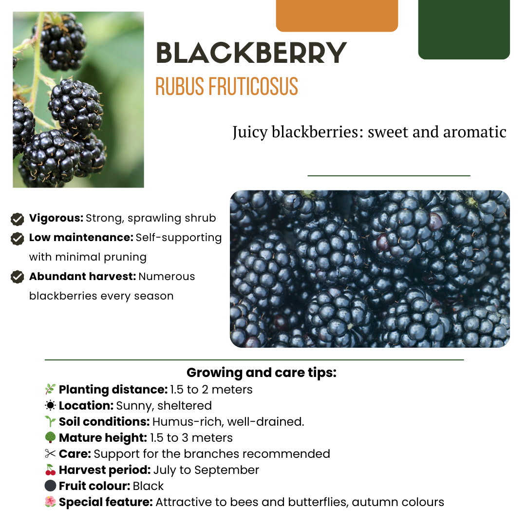 Summer Fruits" BIO Frugtplanter Mix Sæt med 4 forskellige typer