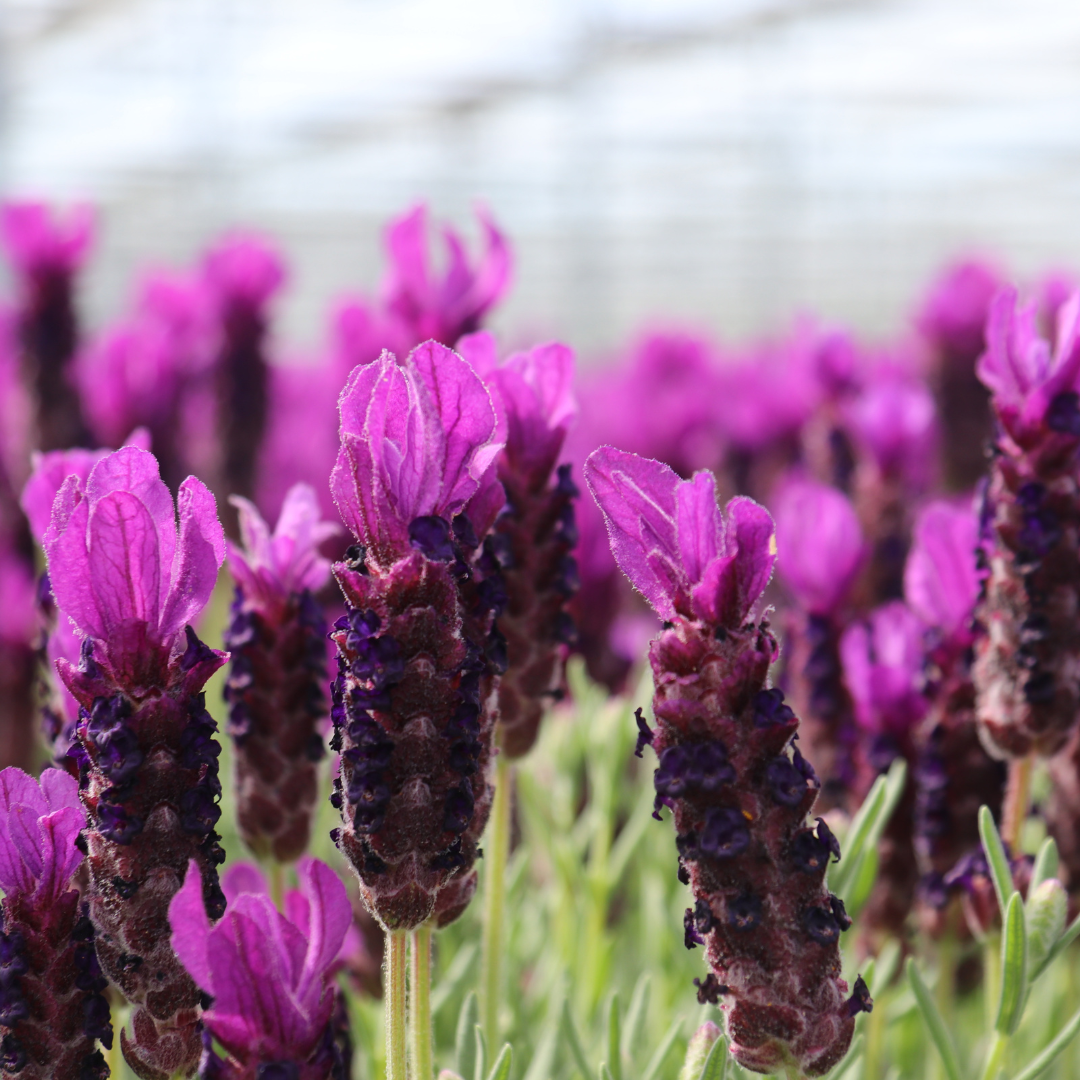 6x Lavandula stoechas Anouk® - 12 cm potte - Sæt med 6 franske lavendler