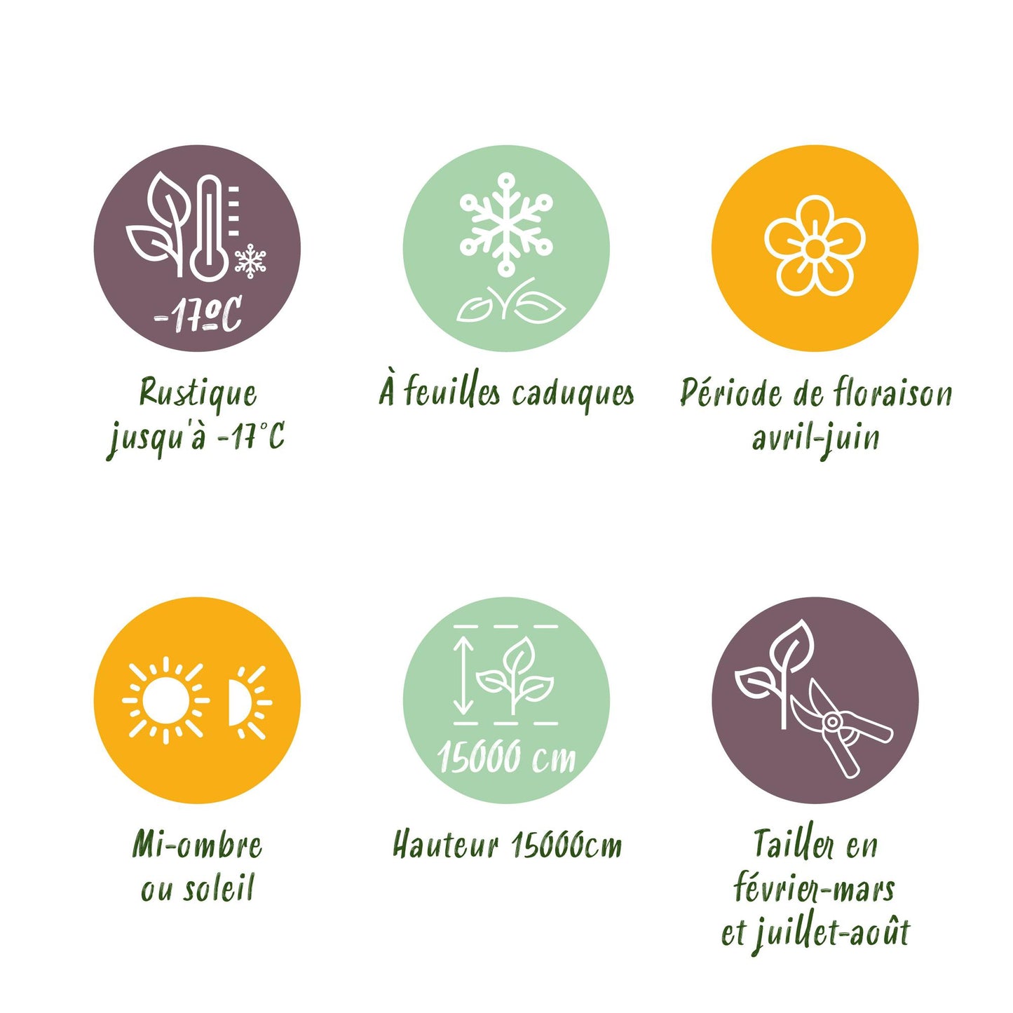 Green boutiQ - Blåregn - Wisteria floribunda Rosea - Rosa blomma - 1 planta - Kruka 11 cm höjd 40 cm