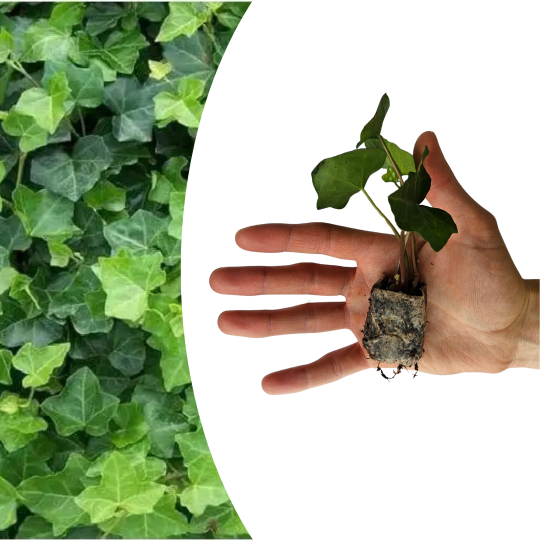 Hedera – 6 plantor i krukor | Snabbväxande grön marktäckare