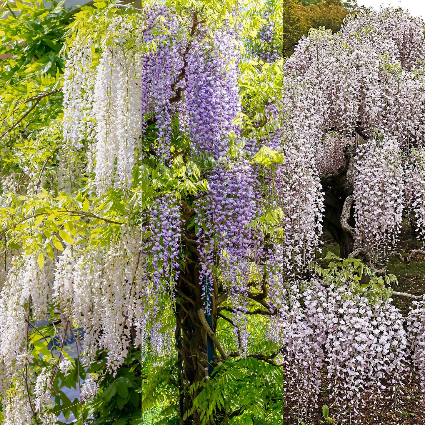 Blue Rain - Wisteria floribunda Tricolor - Blomster Blå Pink Hvid - 3 planter - Potte 11cm Højde 40cm