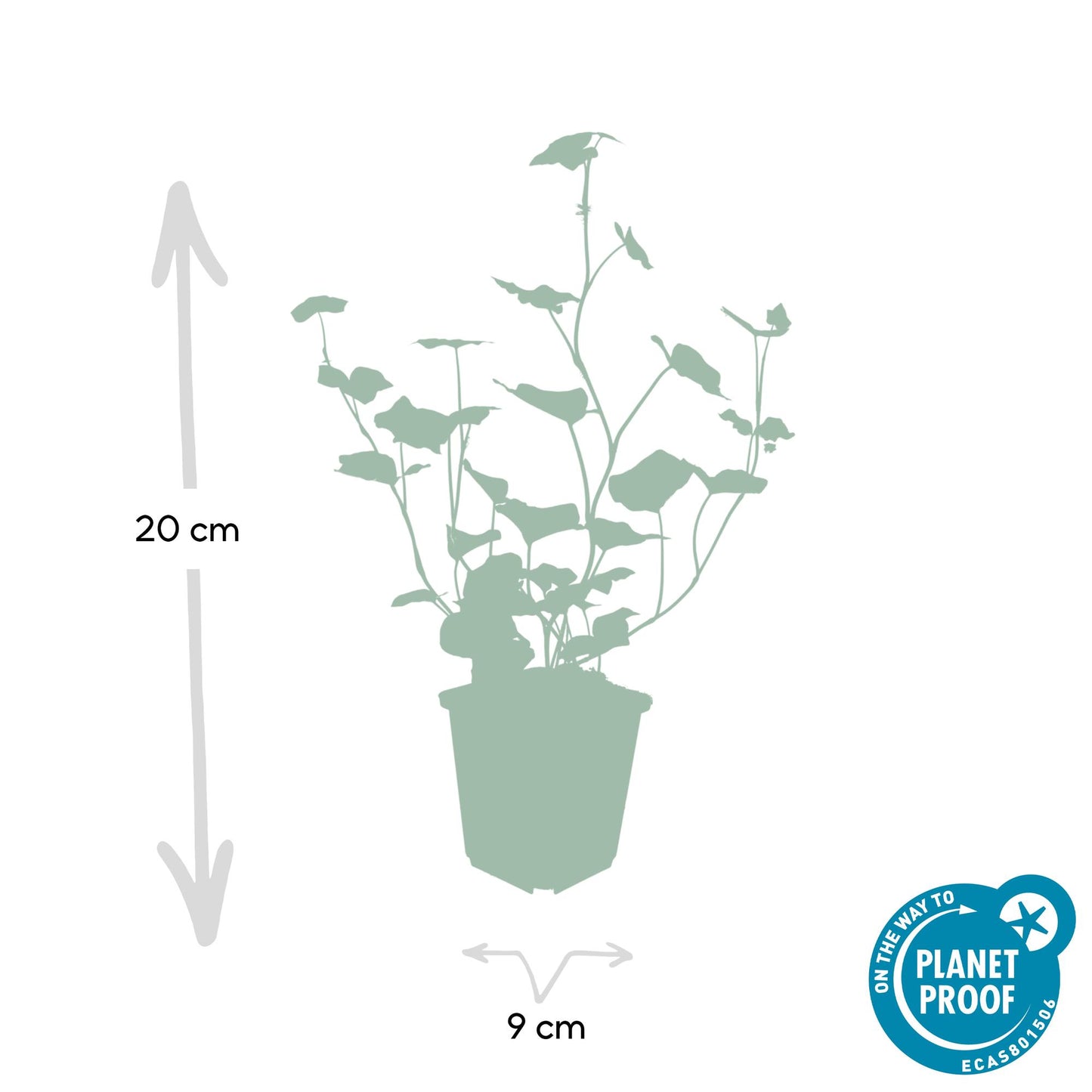 Hedera Hibernica 40x - ↕10-25cm - Ø9cm