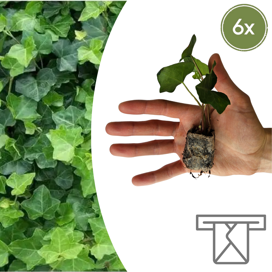 Hedera – 6 plantor i krukor | Snabbväxande grön marktäckare