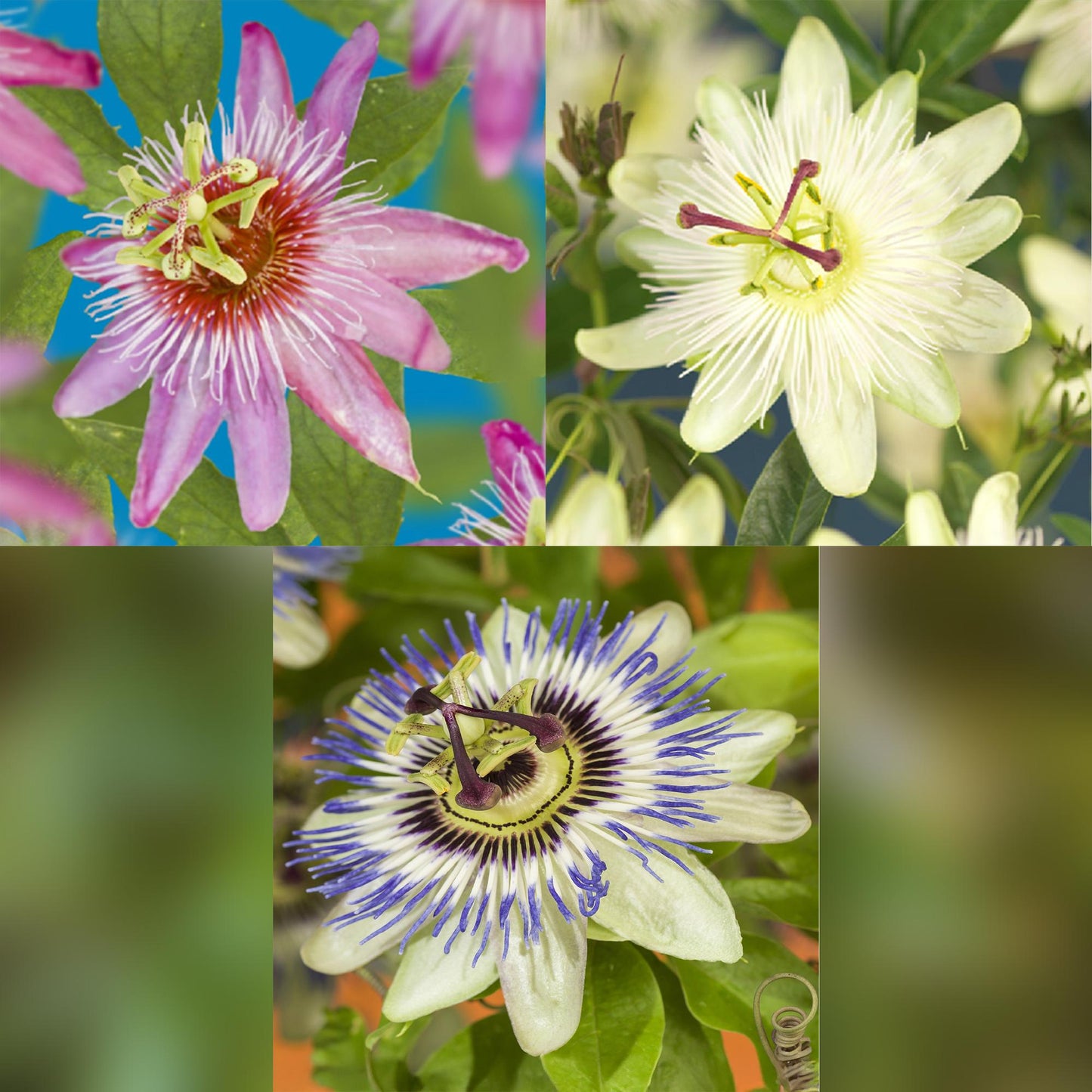Passionsblomma - Passiflora Tricolor - Blomma Rosa Vit Lila - Lättskött - 3 plantor - Kruka 11 cm Höjd 40 cm