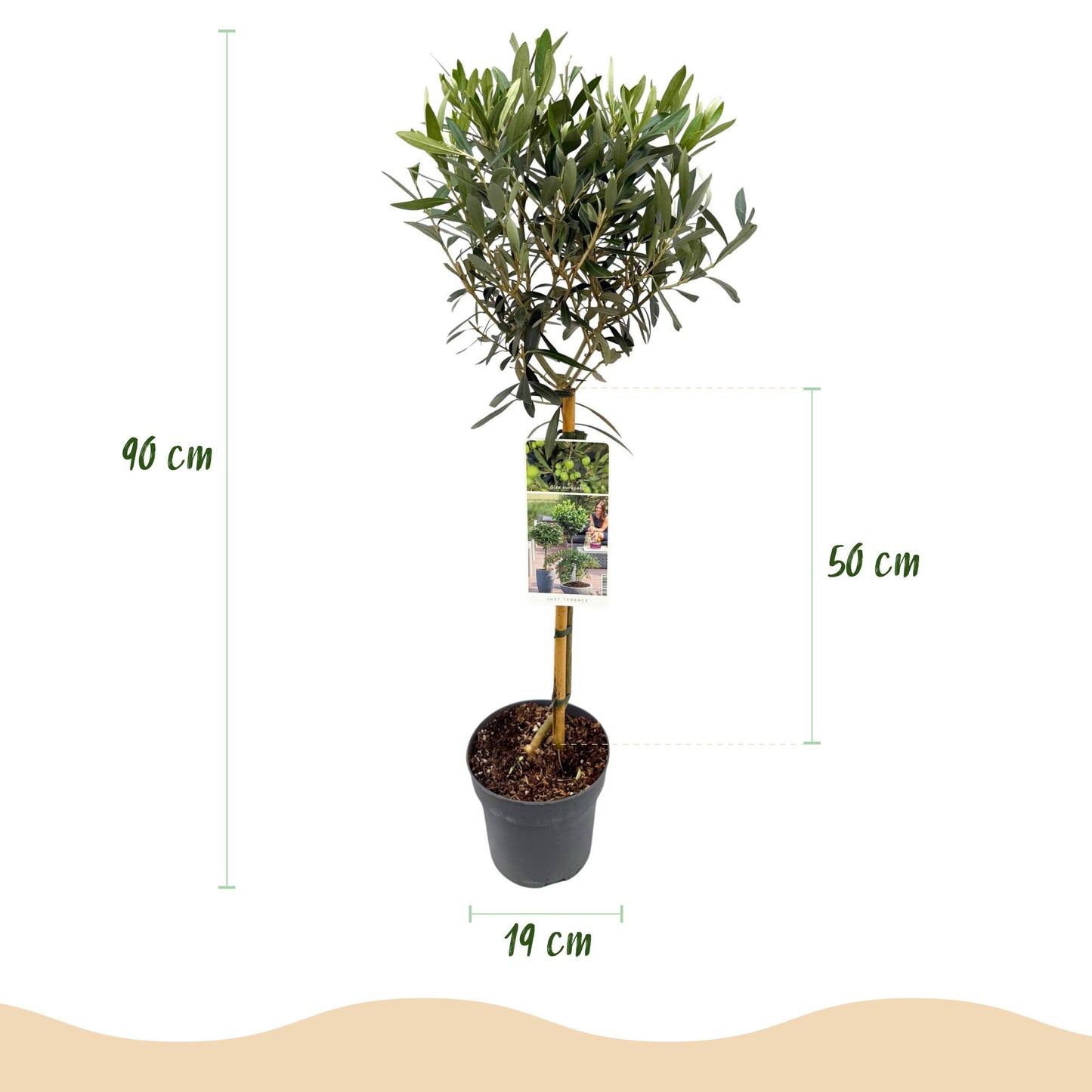 Garden plant - Olea Europaea - Plant on stem - Terrace plant - Leaf-bearing - Easy maintenance - Pot 19cm Height 90cm