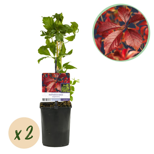 Vildvin - Parthenocissus Engelmannii - Bladgrøn senere Rød - Lav vedligeholdelse - 2 planter - Potte 11cm Højde 40cm