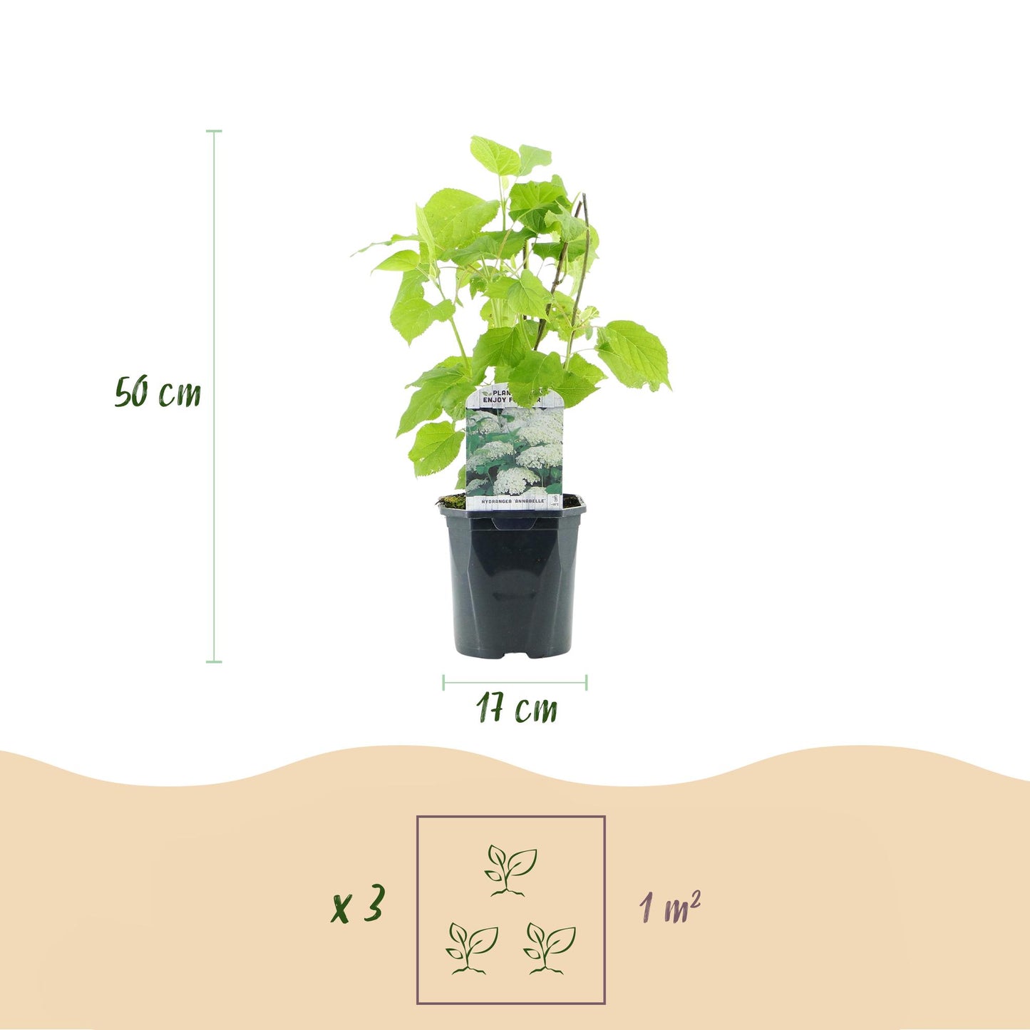 Hydrangea arborescens 'Annabelle' – 3 stk. plænehortensia med hvide blomster – Dækker 1 m² – Bladfældende – Store blomster – Pot Ø17 cm – Højde 50 cm