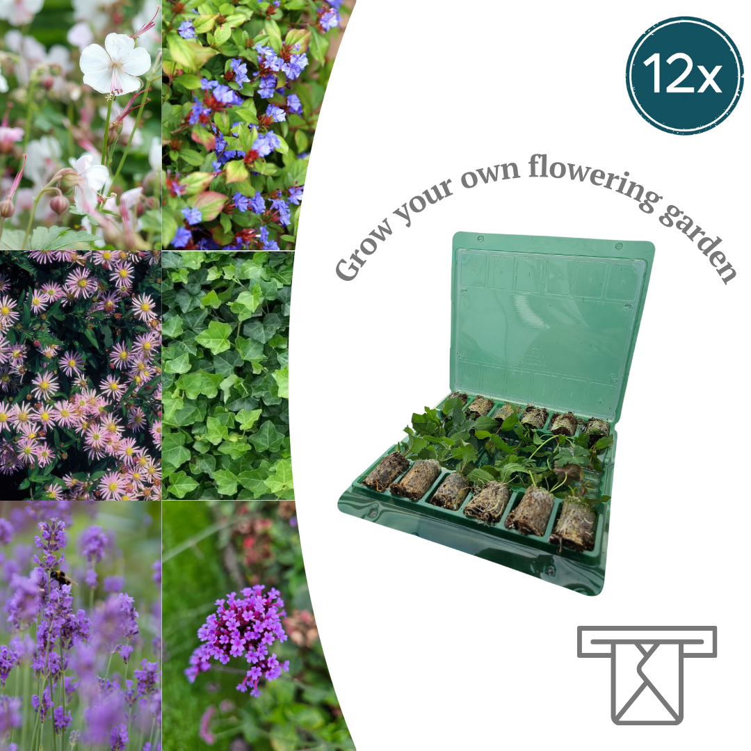 Mix Tray – 12 Plugs | Lad Dig Overraske Af En Farverig Planteblanding!