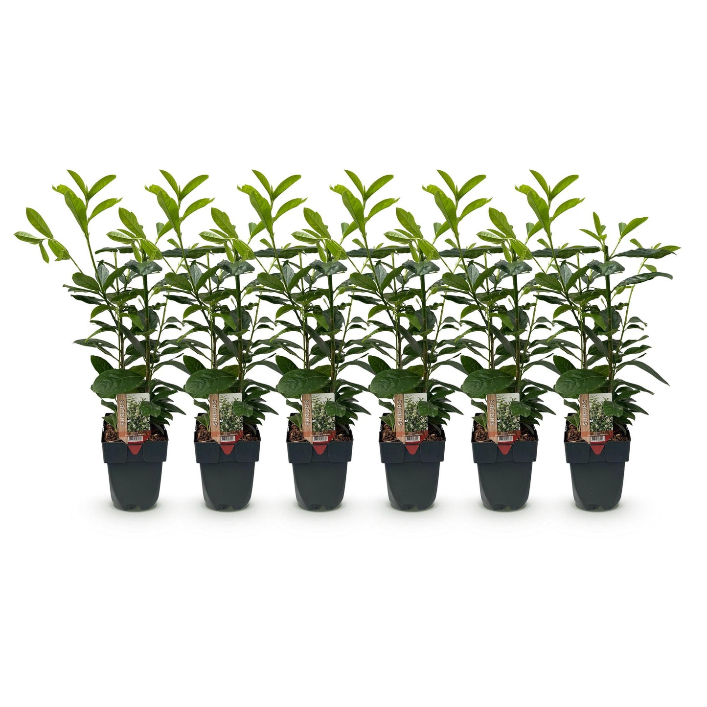 Prunus laurocerasus 'Novita' – 6 stk. stedsegrønne hækplanter – Dækker 1 meter – Højde 50 cm – Pot Ø17 cm