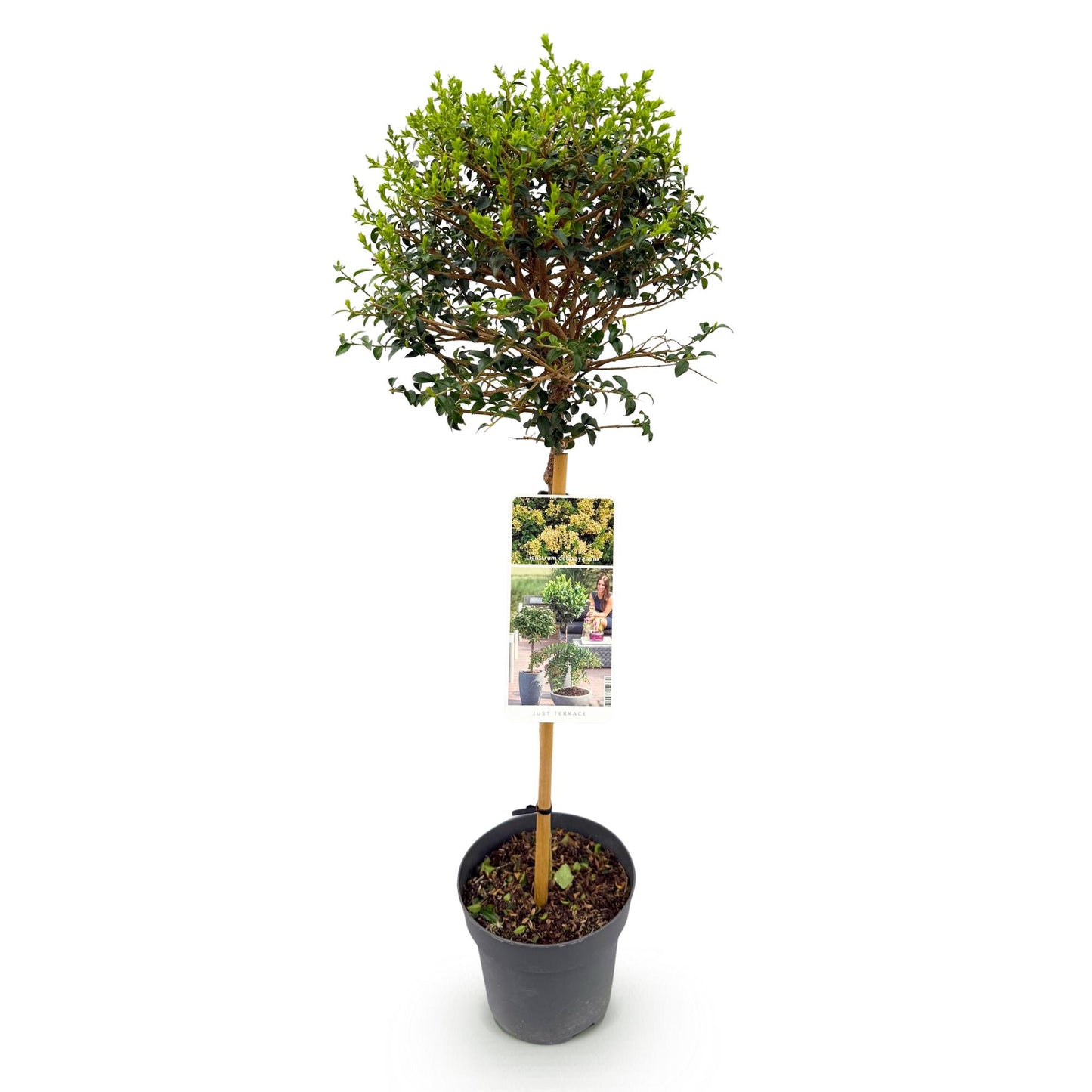 Trädgårdsväxt – Ligustrum delavayanum – Stjälkväxt – Uteplatsväxt – Vintergrön – Lättskött – Kruka Ø19 cm Höjd 90 cm