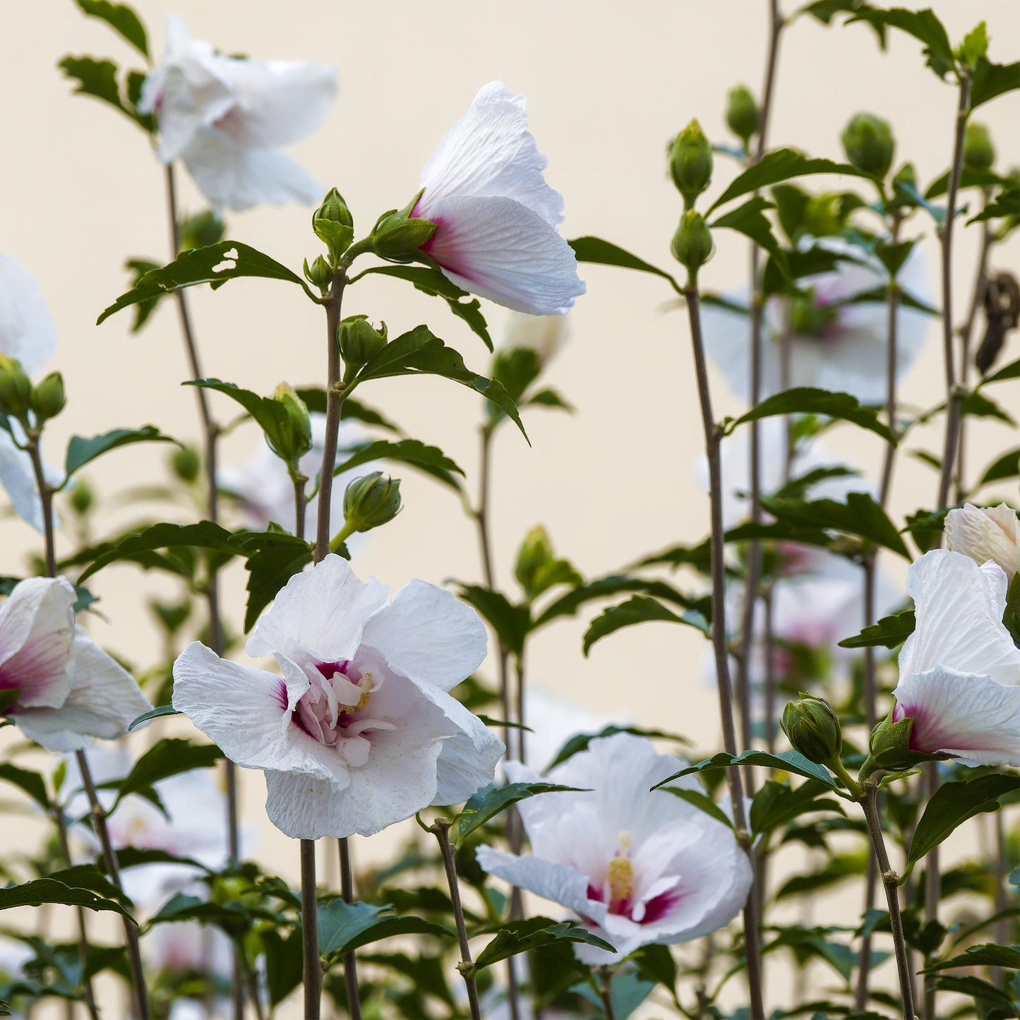 Trädgårdsväxt - Hibiscus Syriacus Starburst Chiffon® - Stjälkväxt - Uteplatsväxt - Lövfällande - Lättskött - Kruka 19 cm - Höjd 90 cm