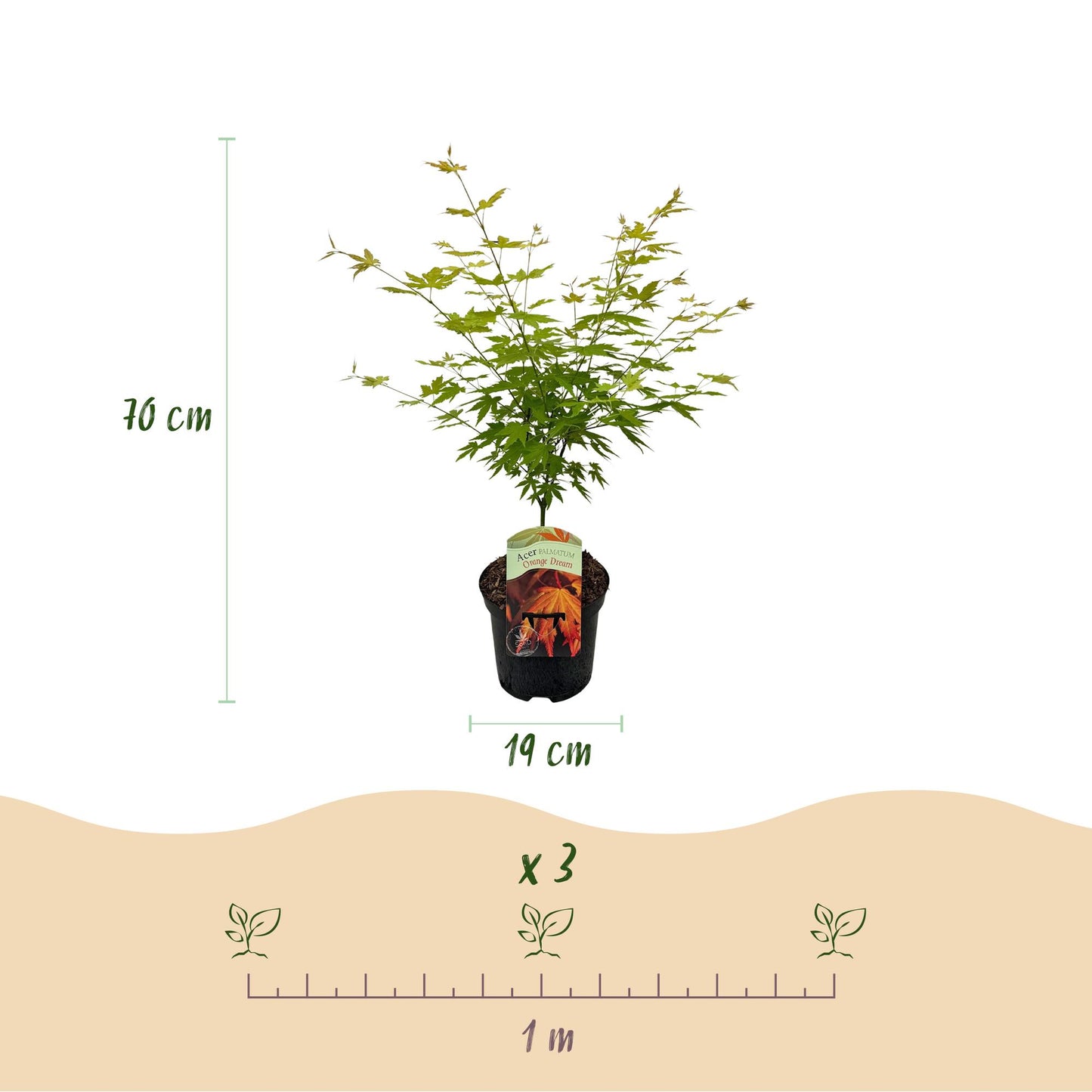 Patio plant – Japanese Maple – Acer palmatum 'Orange Dream' – Orange – 2 Plants – Deciduous – Pot Ø19 cm Height 70 cm