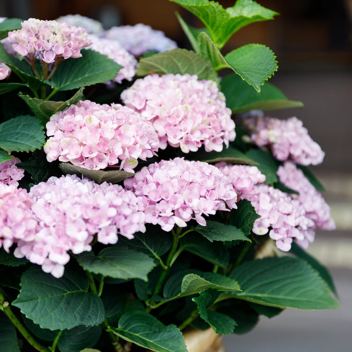 Uteplatsväxt - Hortensia - Hydrangea Magical Revolution Pink - Rosa - 6-10 blommor - Kruka Ø23 cm Höjd 55 cm