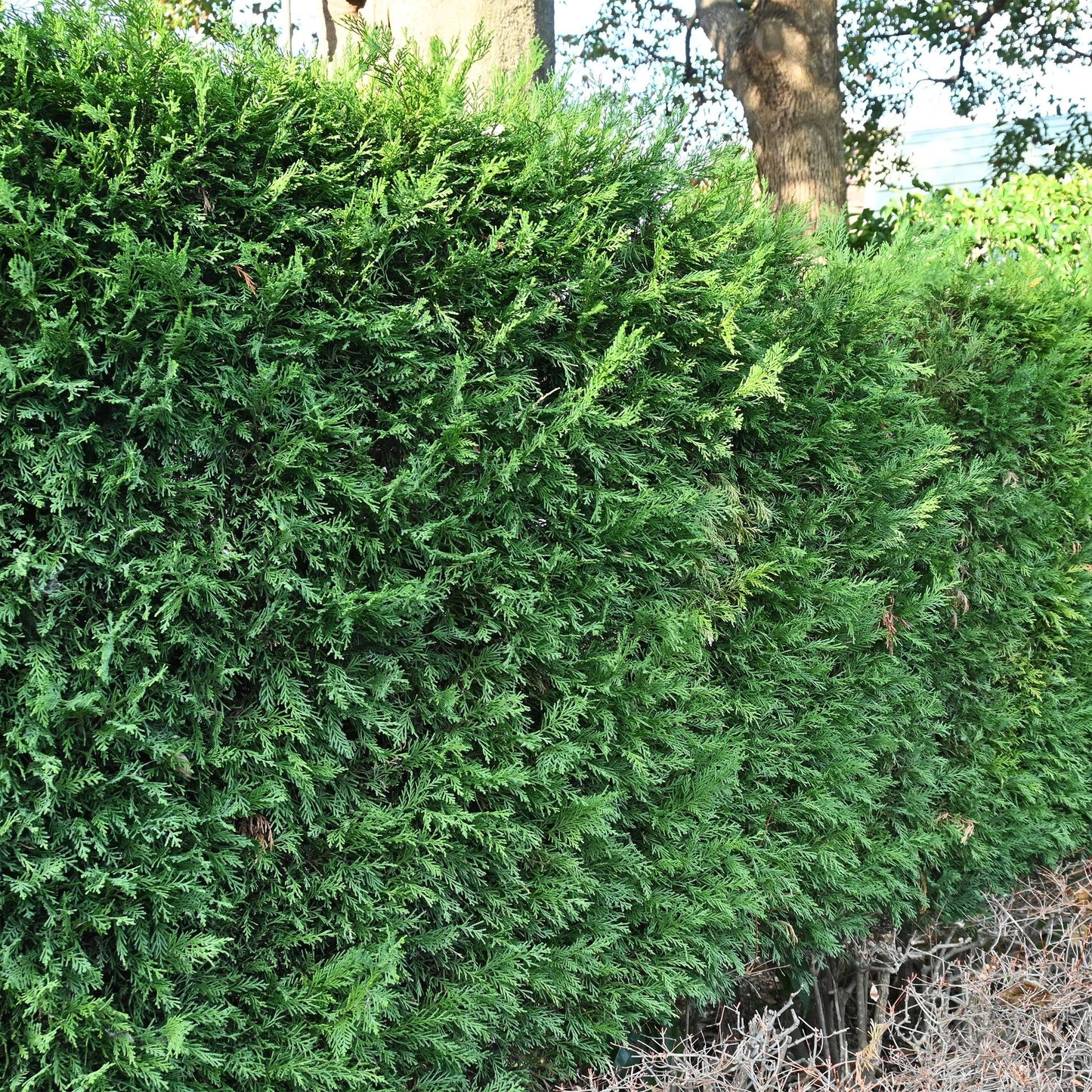 Cupressocyparis leylandii – 8 stk. – Grøn hækplante – Dækker 1 meter – Højde 35-40 cm – Potte Ø9 cm
