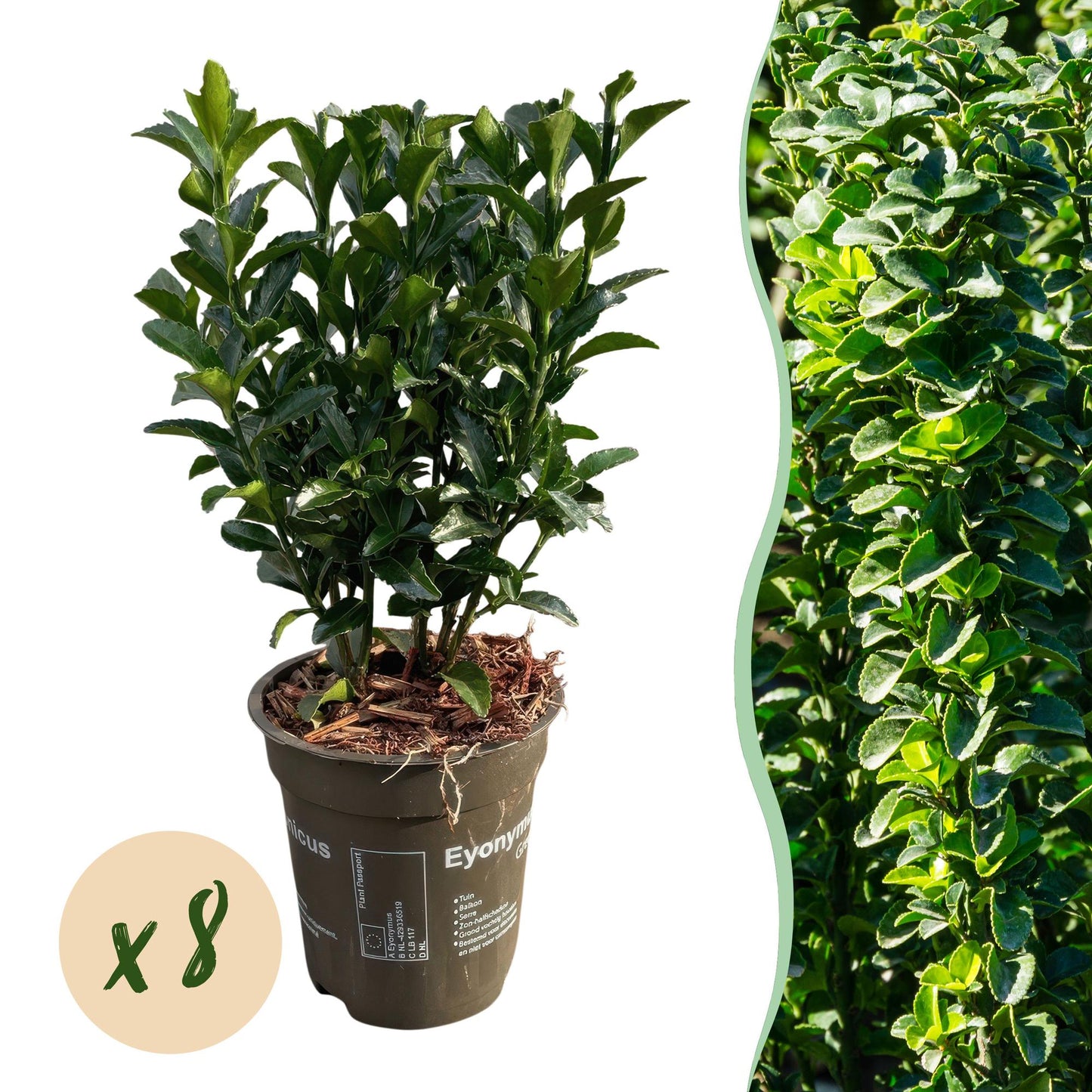 Häckväxt – Euonymus japonicus Grön Grodd – 8 Plantor – 1 Löpmeter – Vintergrön – Kruka 9 cm – Höjd 20-25 cm
