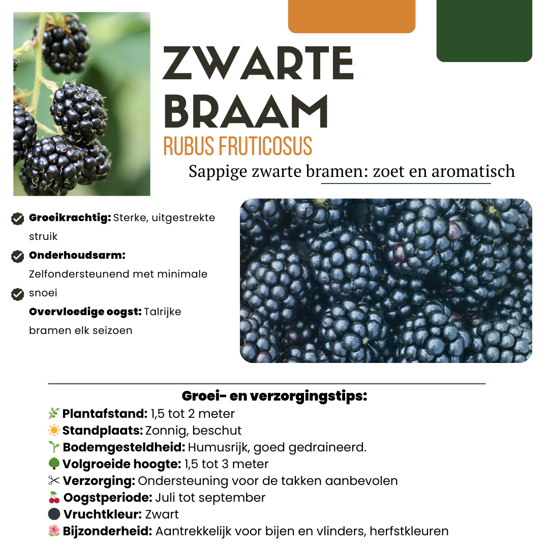 Summer Fruits" BIO Frugtplanter Mix Sæt med 4 forskellige typer