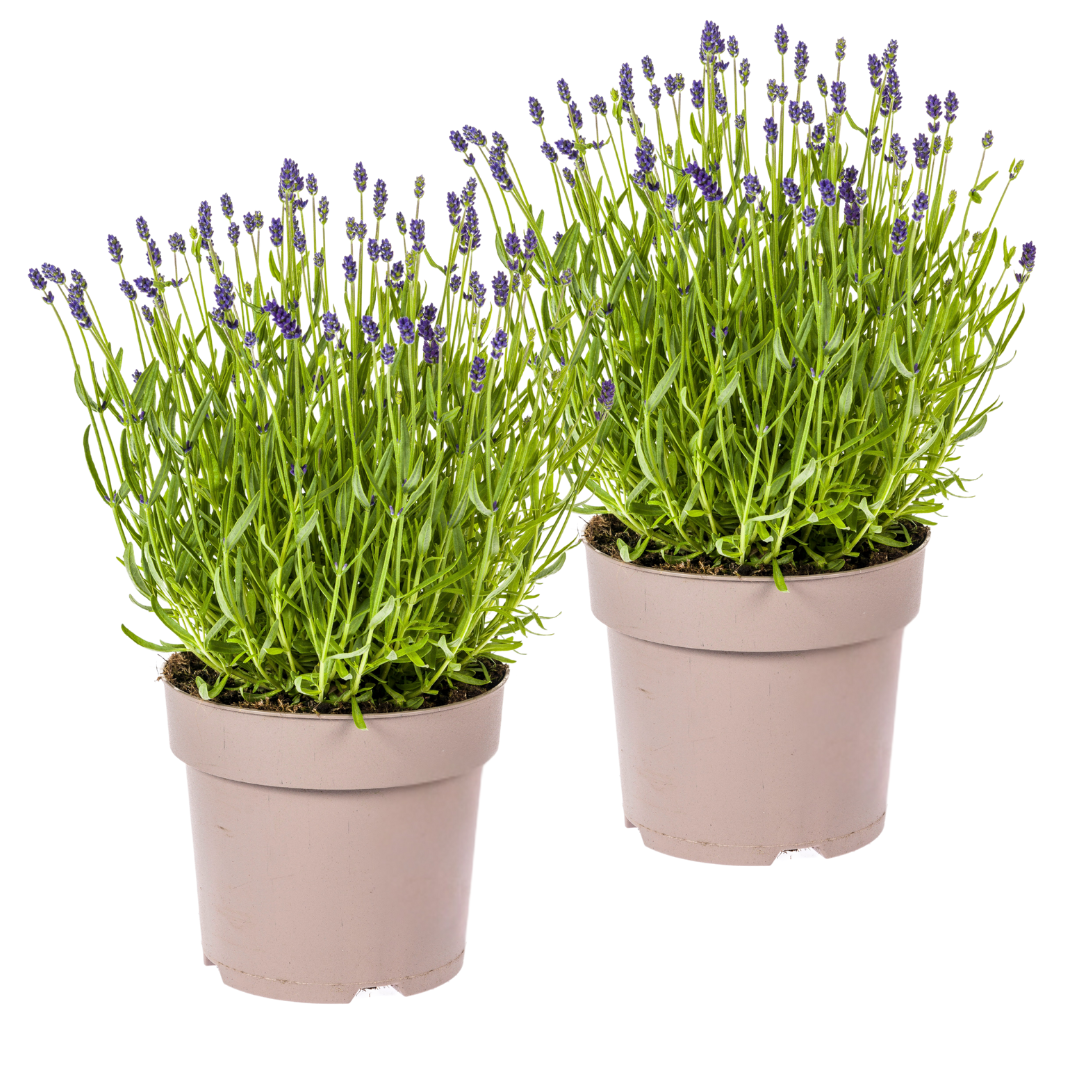 Lavandula angustifolia 2X Ø19cm - Height 40-50cm: