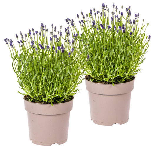 Lavandula angustifolia 2X Ø19cm - Højde 40-50cm: