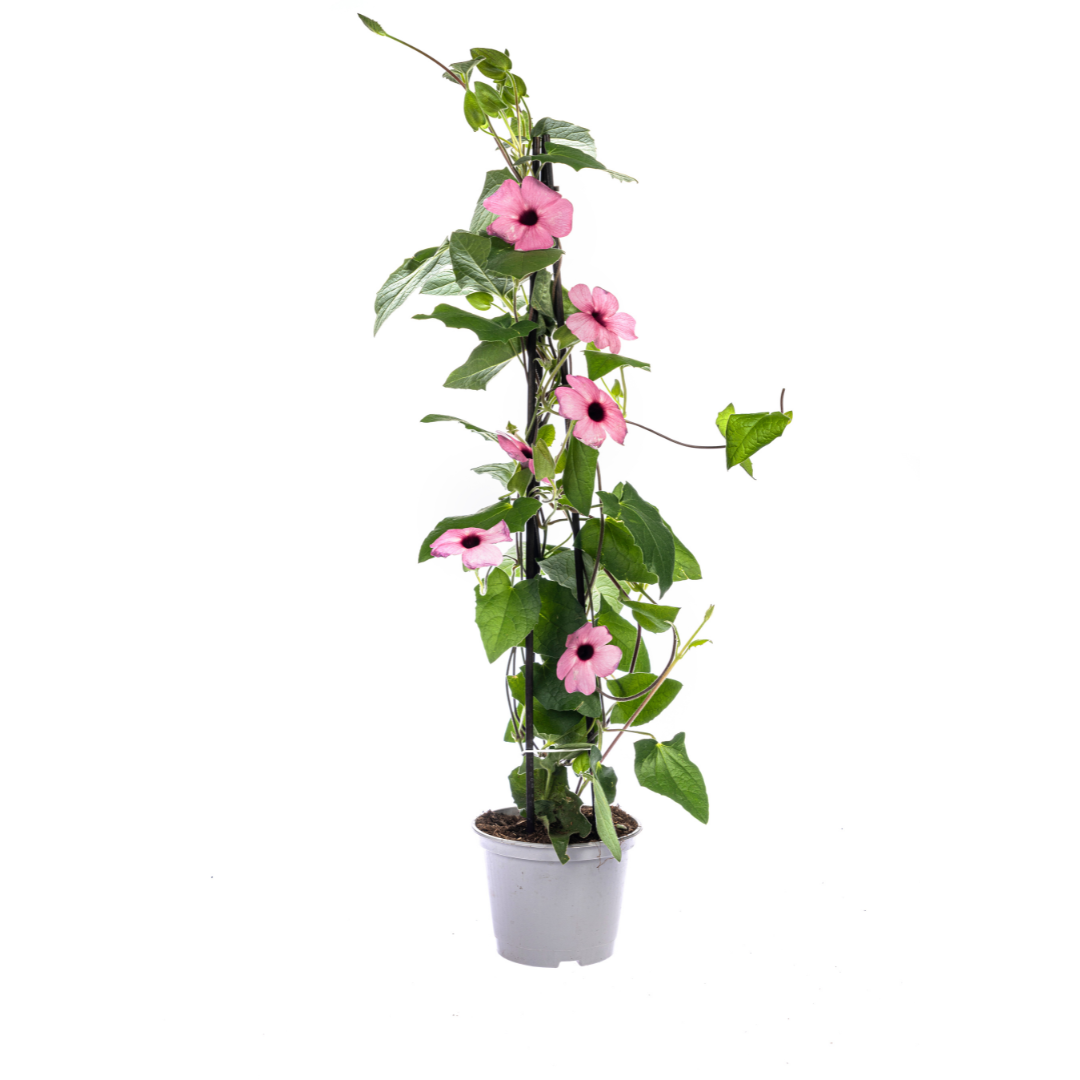 Thunbergia alata Sunny Susy Rose Sensation Ø13 cm - ↕60 cm